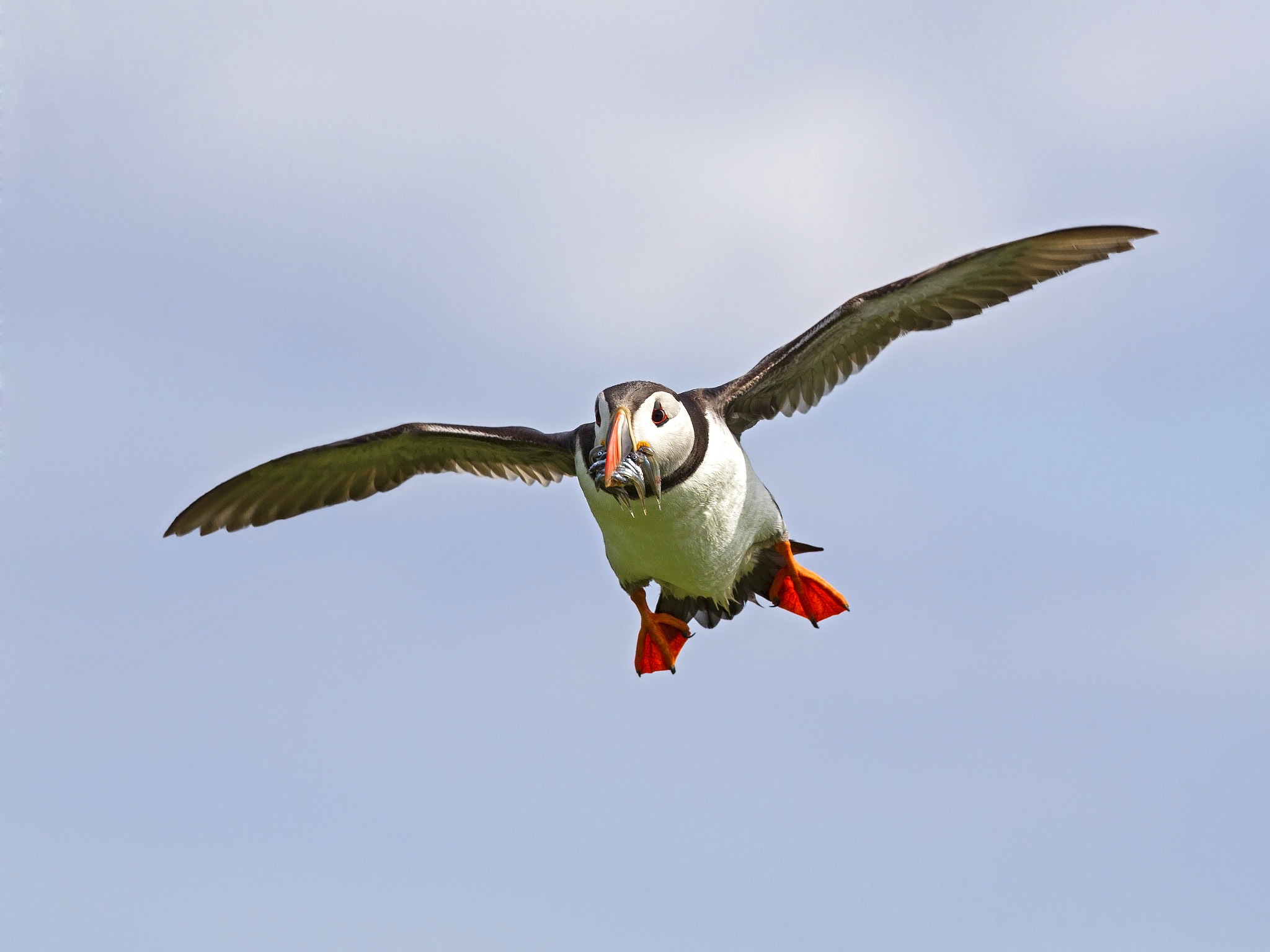 Canon EF 300mm F2.8L IS USM sample photo. Puffin with sand eels in flight photography