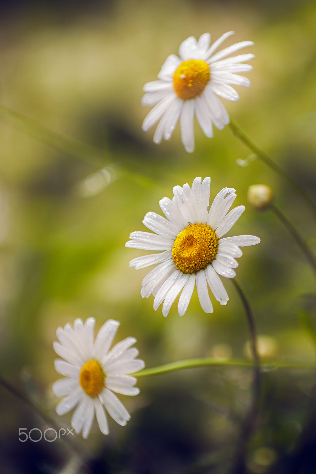 Canon EOS 40D + Canon EF 80-200mm f/2.8L sample photo. Solar daisy! photography