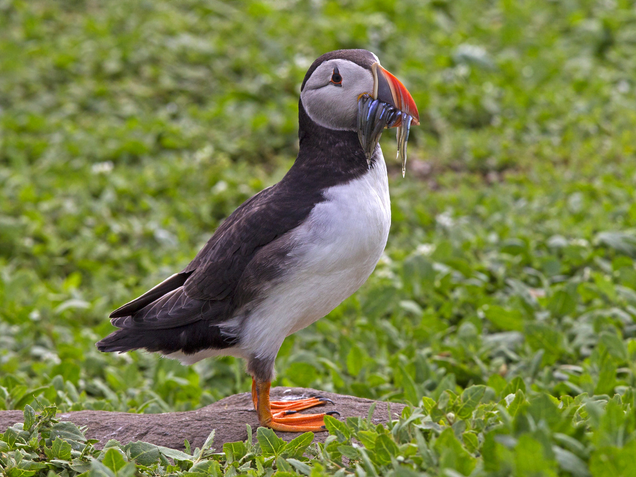 Canon EF 300mm F2.8L IS USM sample photo. Puffin with sand eels photography
