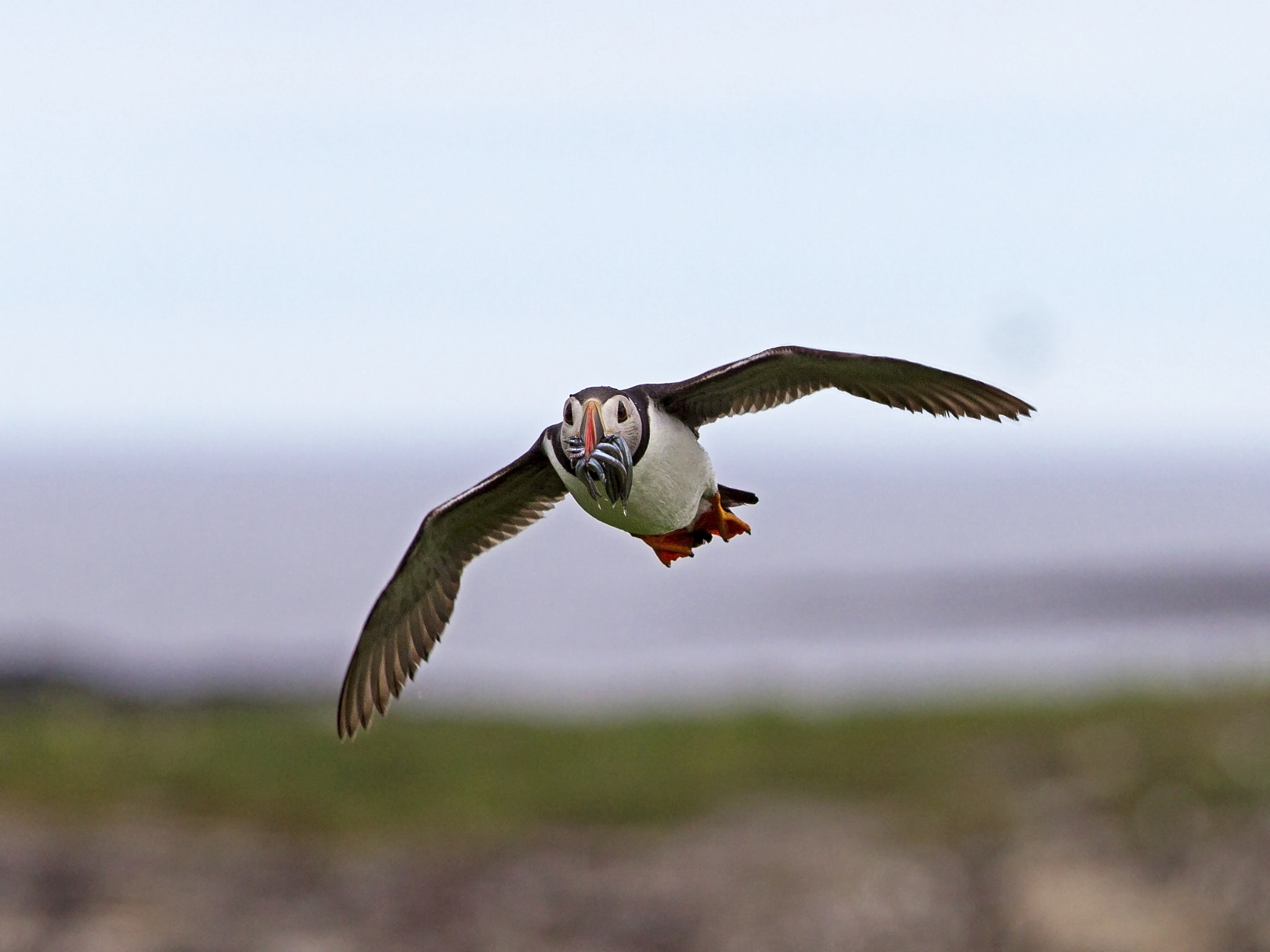 Canon EF 300mm F2.8L IS USM sample photo. Puffin with sand eels in flight photography