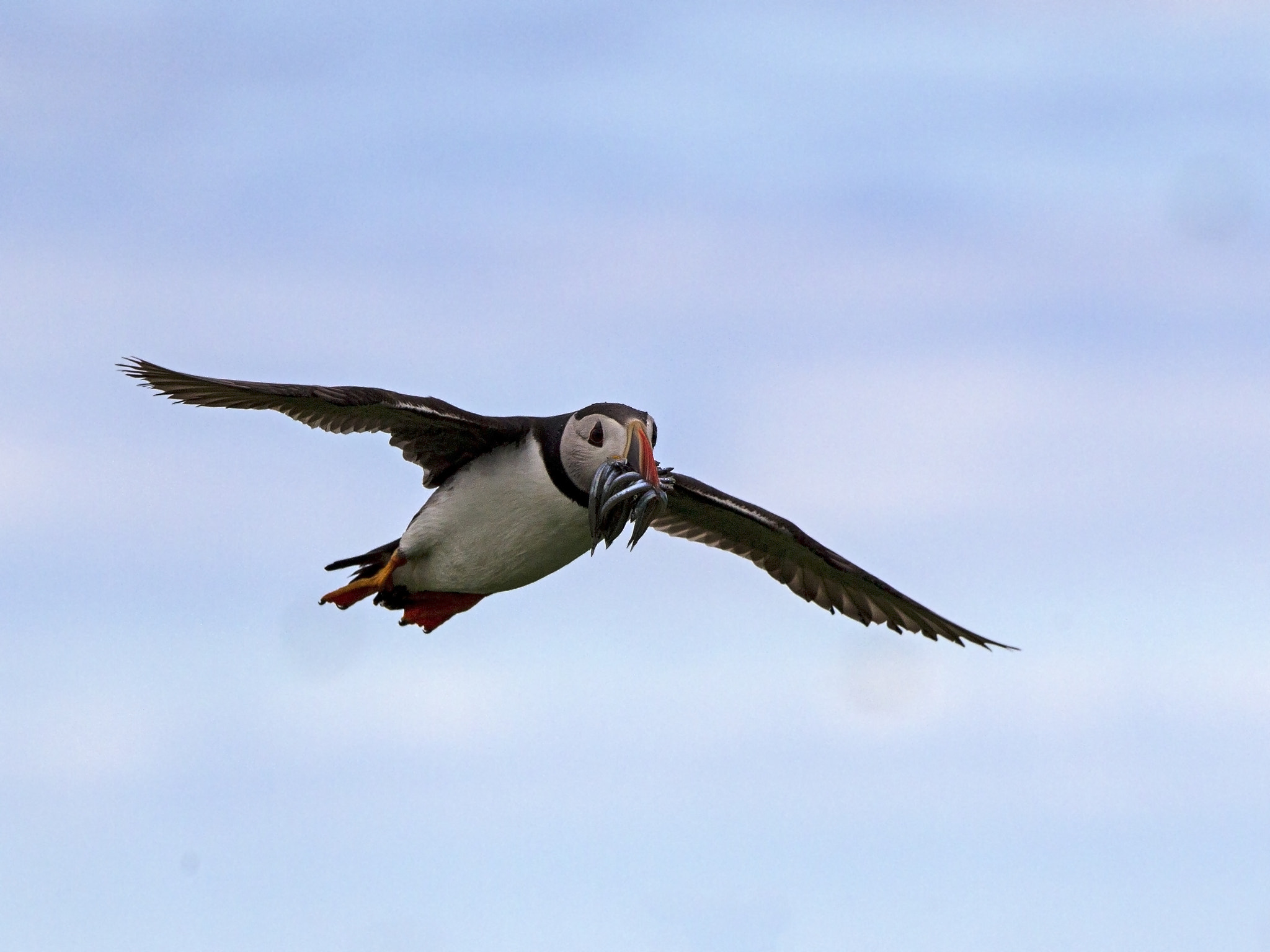 Canon EF 300mm F2.8L IS USM sample photo. Puffin with sand eels in flight photography