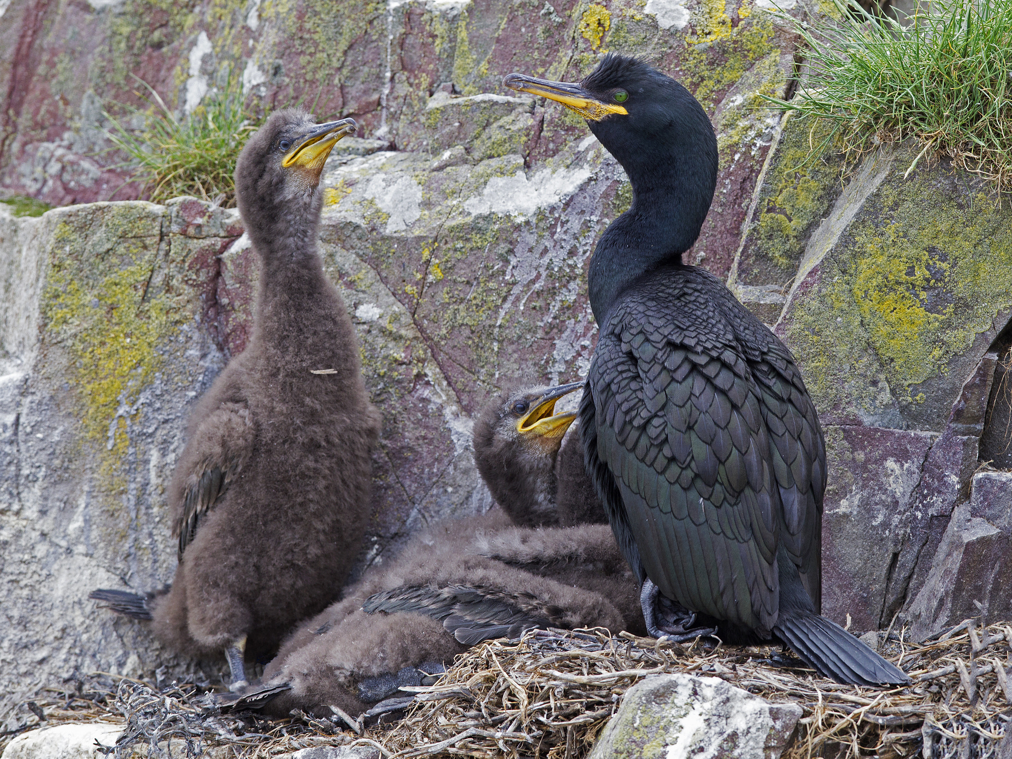 Canon EF 300mm F2.8L IS USM sample photo. Shag on nest with chicks photography