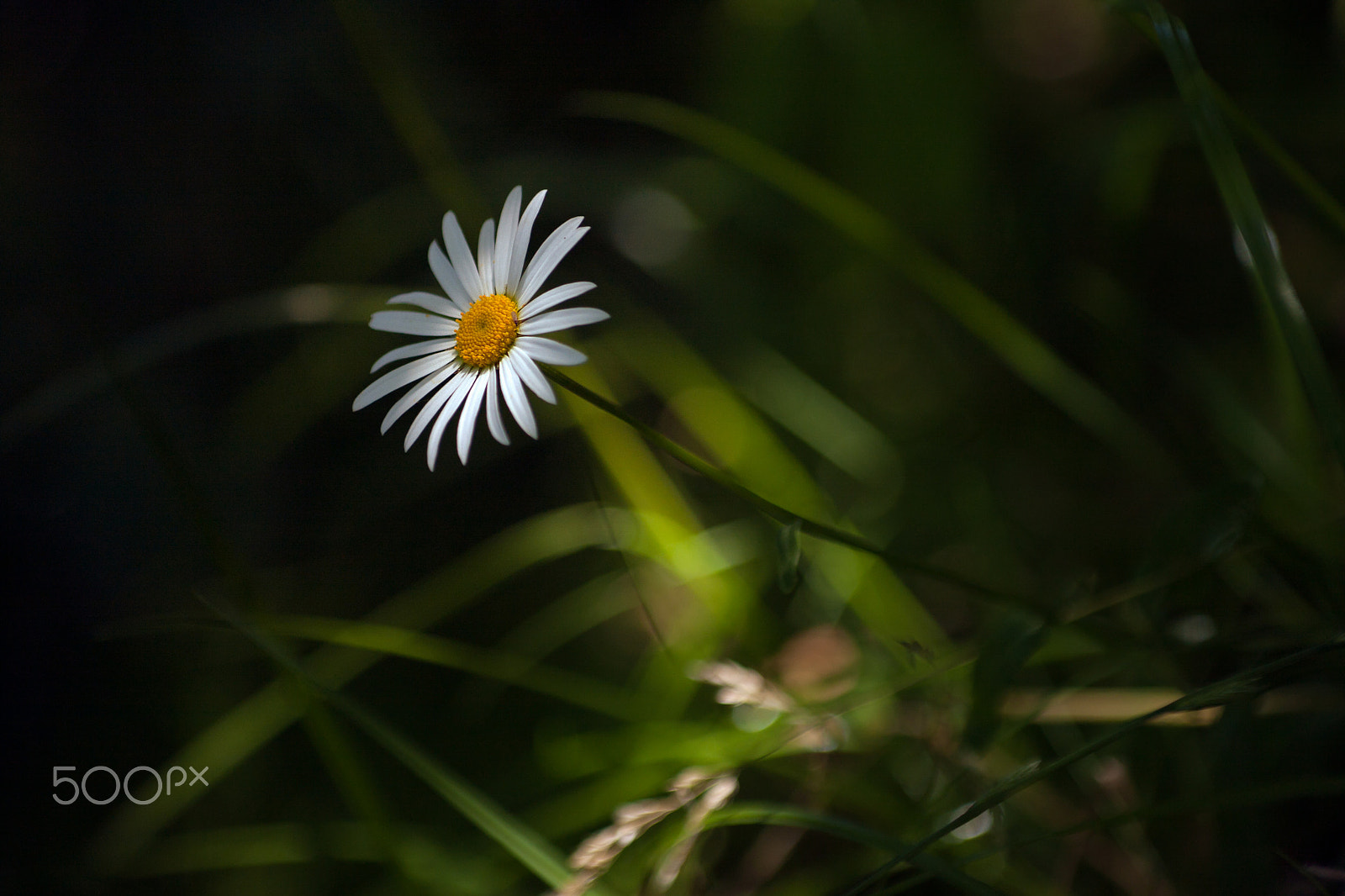 Canon EOS 40D + Canon EF 80-200mm f/2.8L sample photo. About tenderness. photography