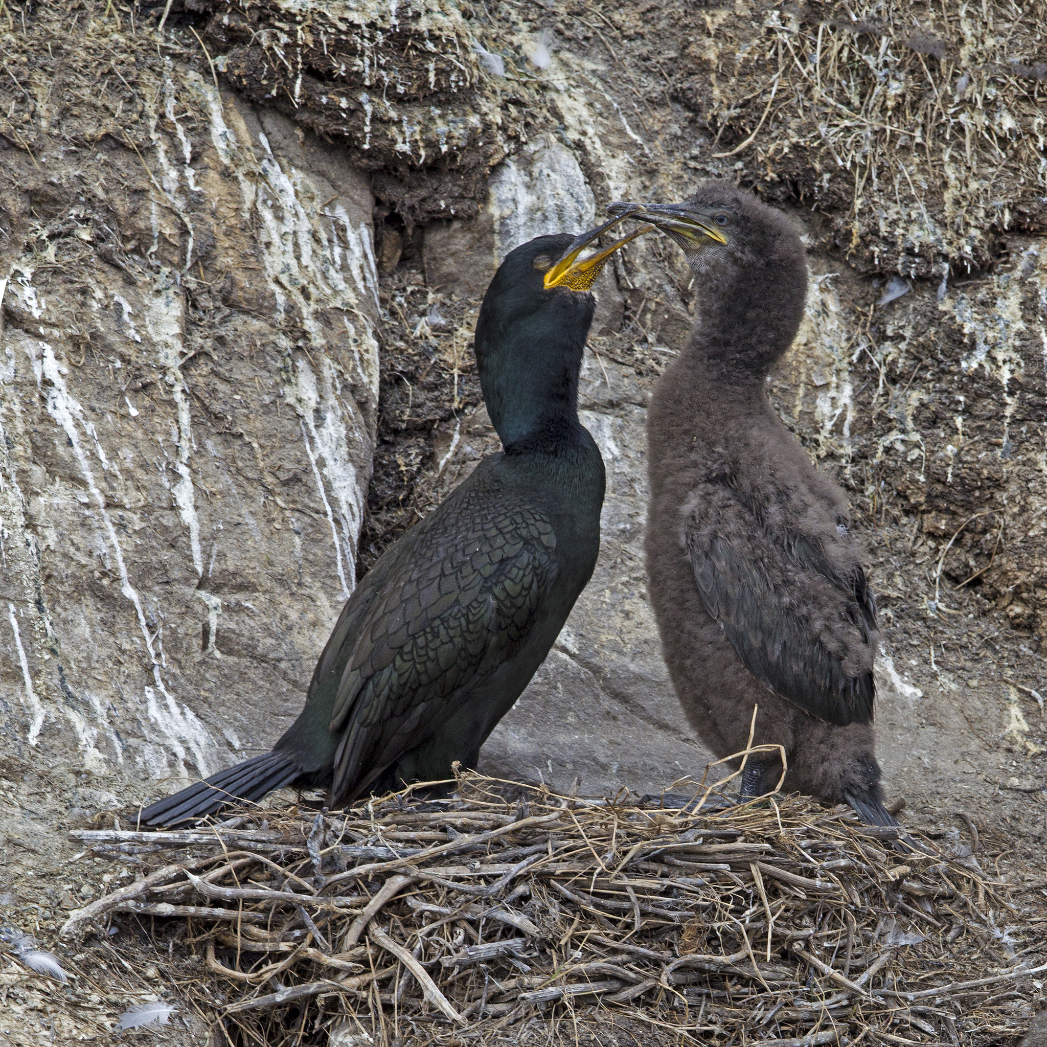 Canon EF 300mm F2.8L IS USM sample photo. Shag on nest with chicks photography