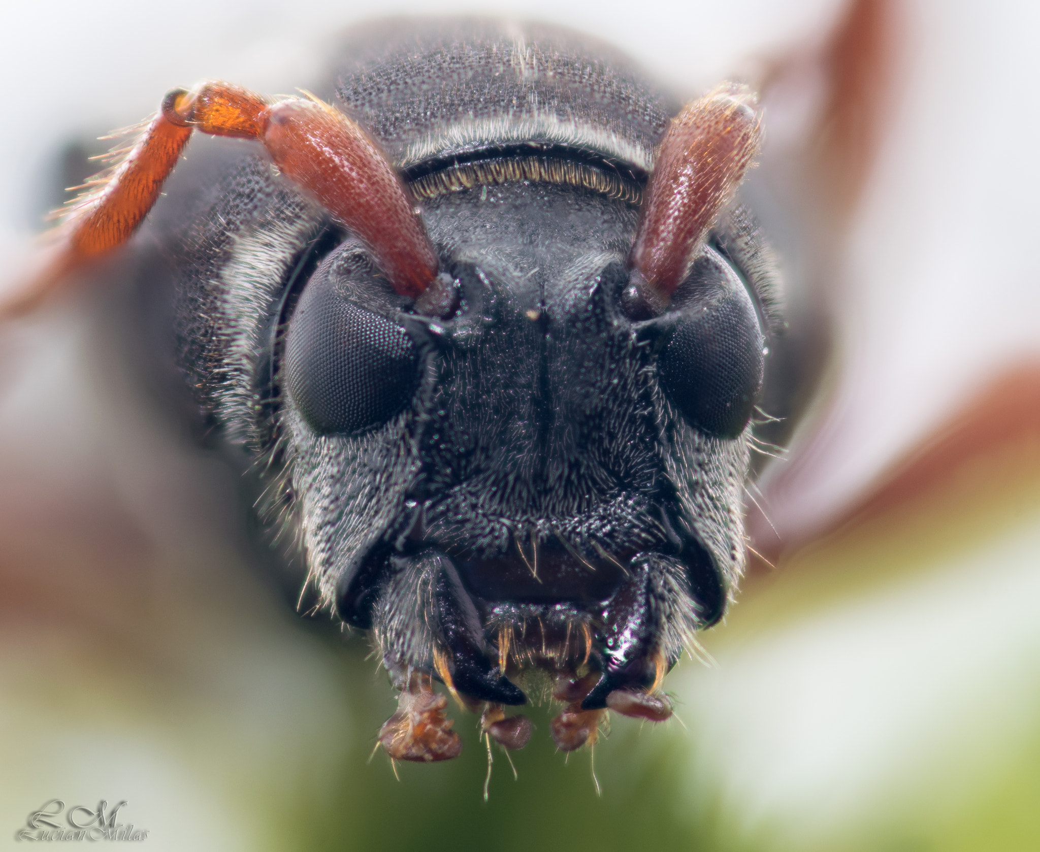 Nikon AF-S Micro-Nikkor 105mm F2.8G IF-ED VR sample photo. Monsters inc. photography