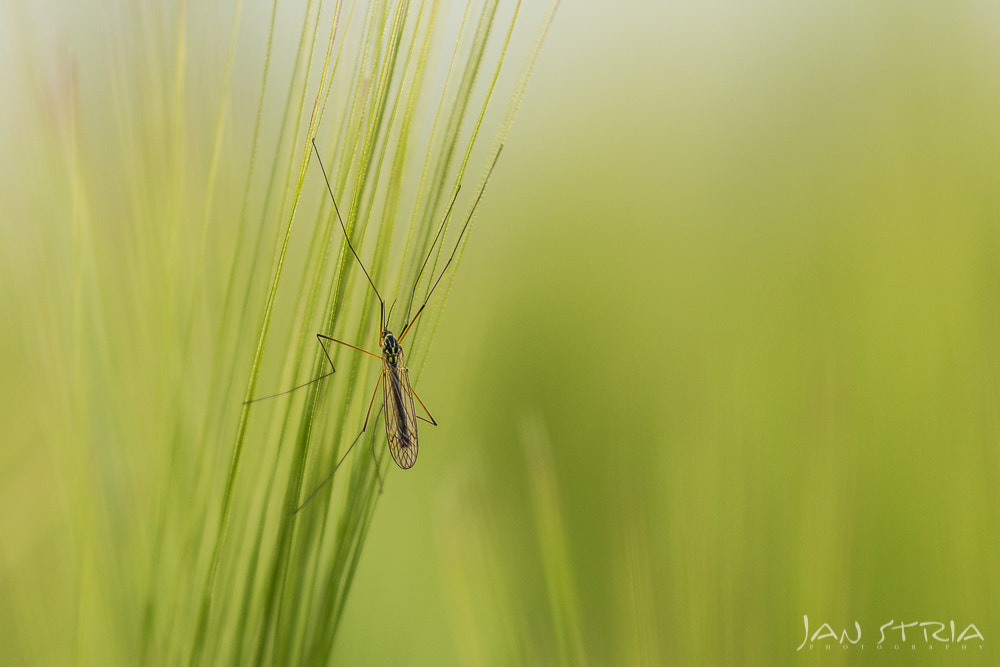 Canon EF 70-300mm F4-5.6L IS USM sample photo. Attraction photography