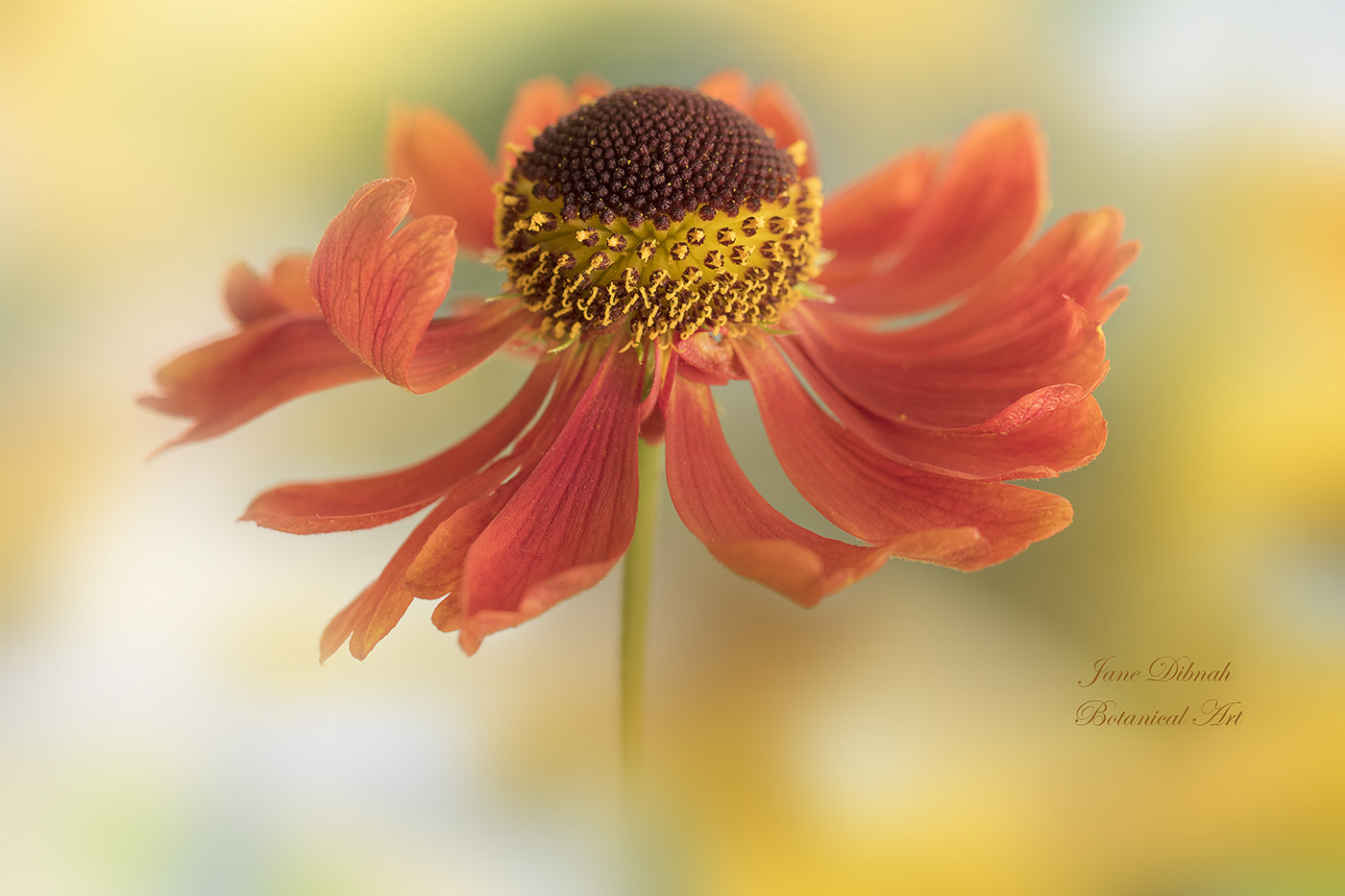 Canon EF 180mm F3.5L Macro USM sample photo. Helenium photography