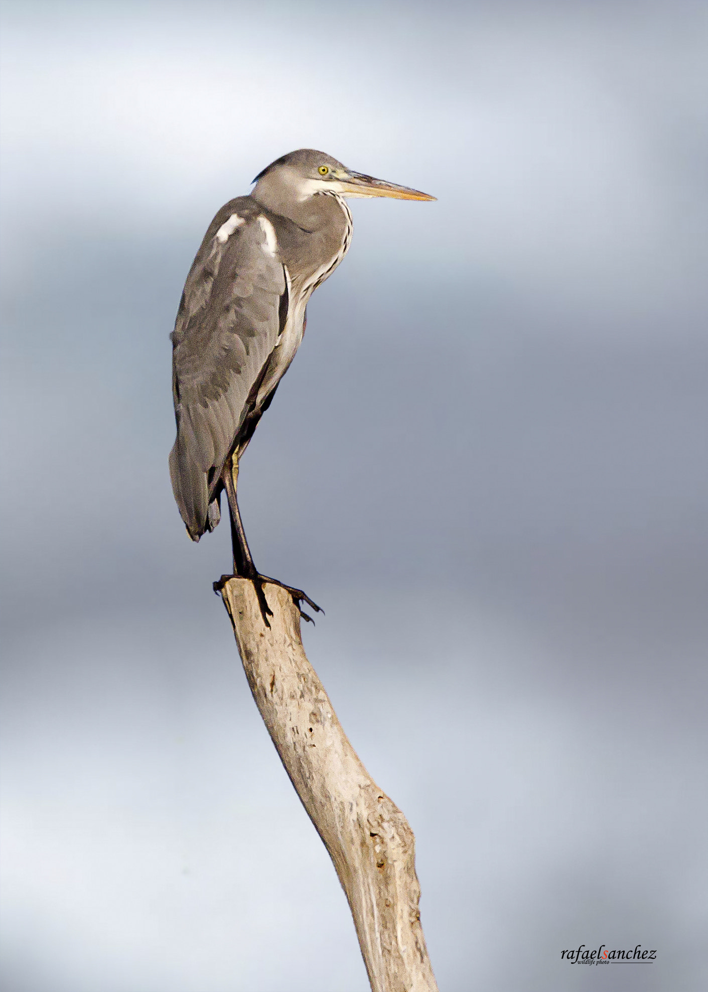 Canon EF 300mm F2.8L IS USM sample photo. Garza real - grey heron photography