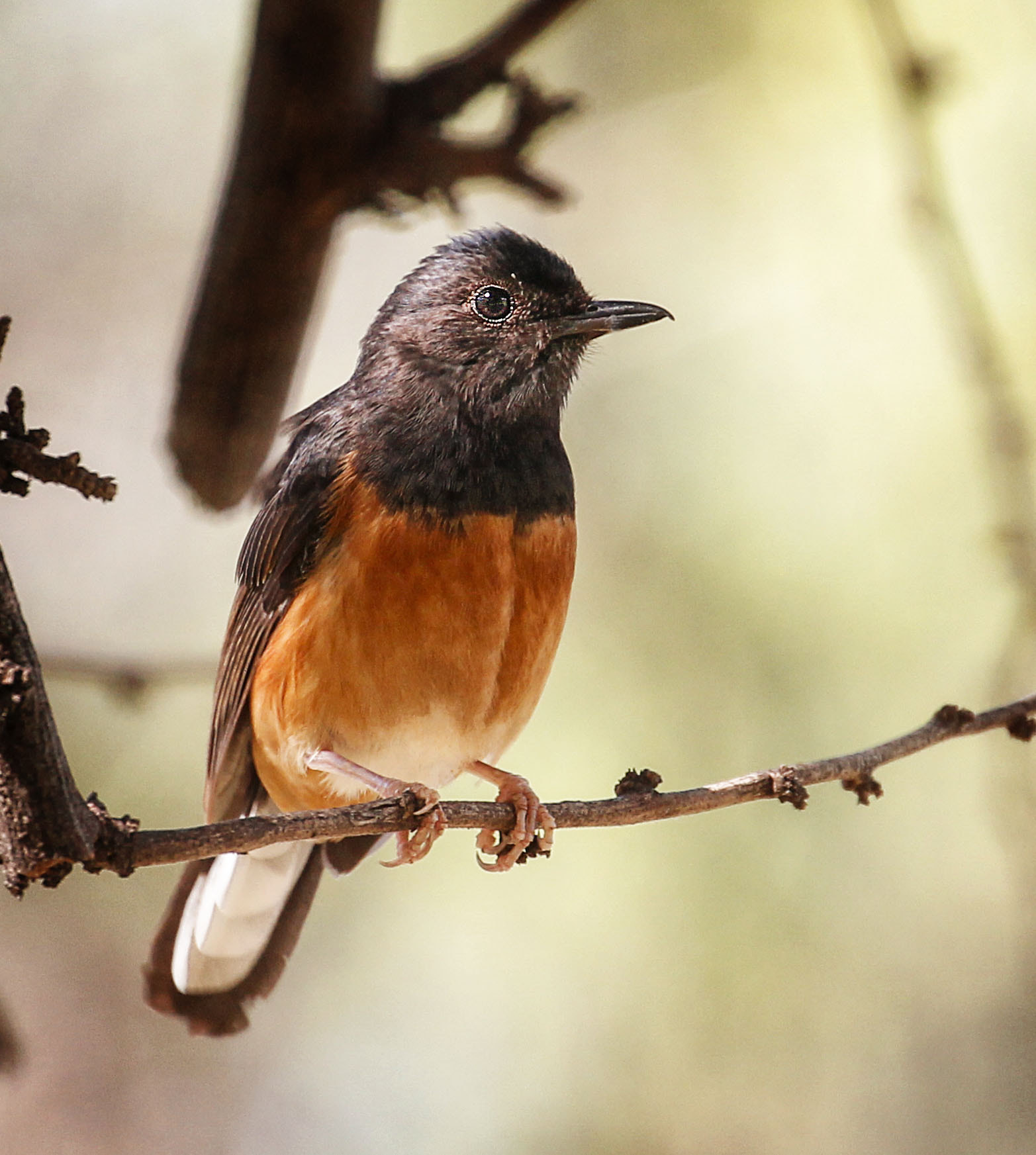 Canon EF 70-300mm F4-5.6L IS USM sample photo. White rumped shama photography