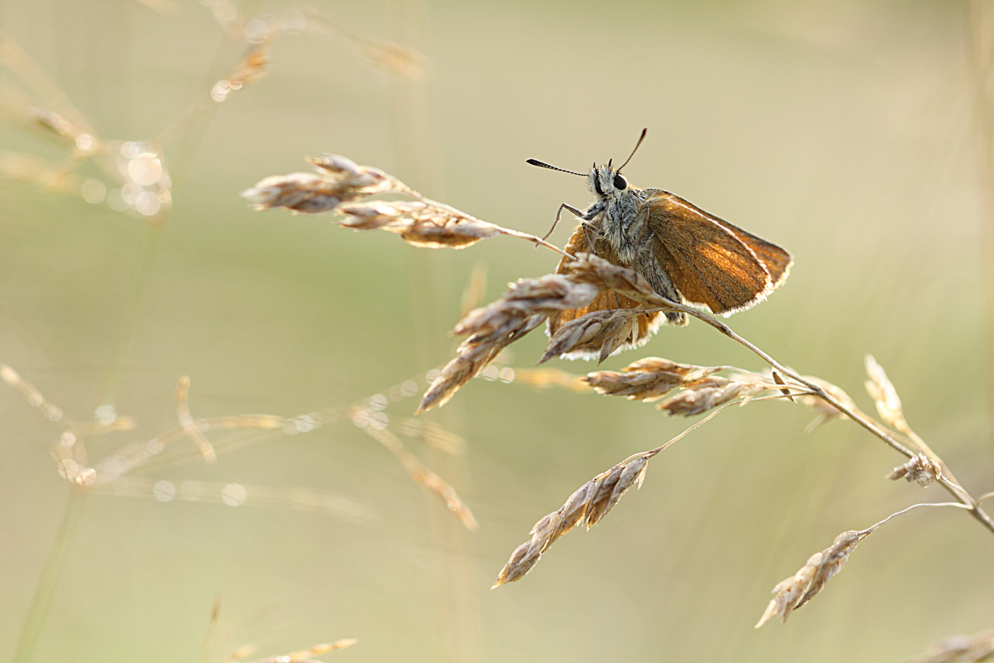 Canon EOS 50D + Canon EF 100mm F2.8L Macro IS USM sample photo. Mid-summer feeling photography