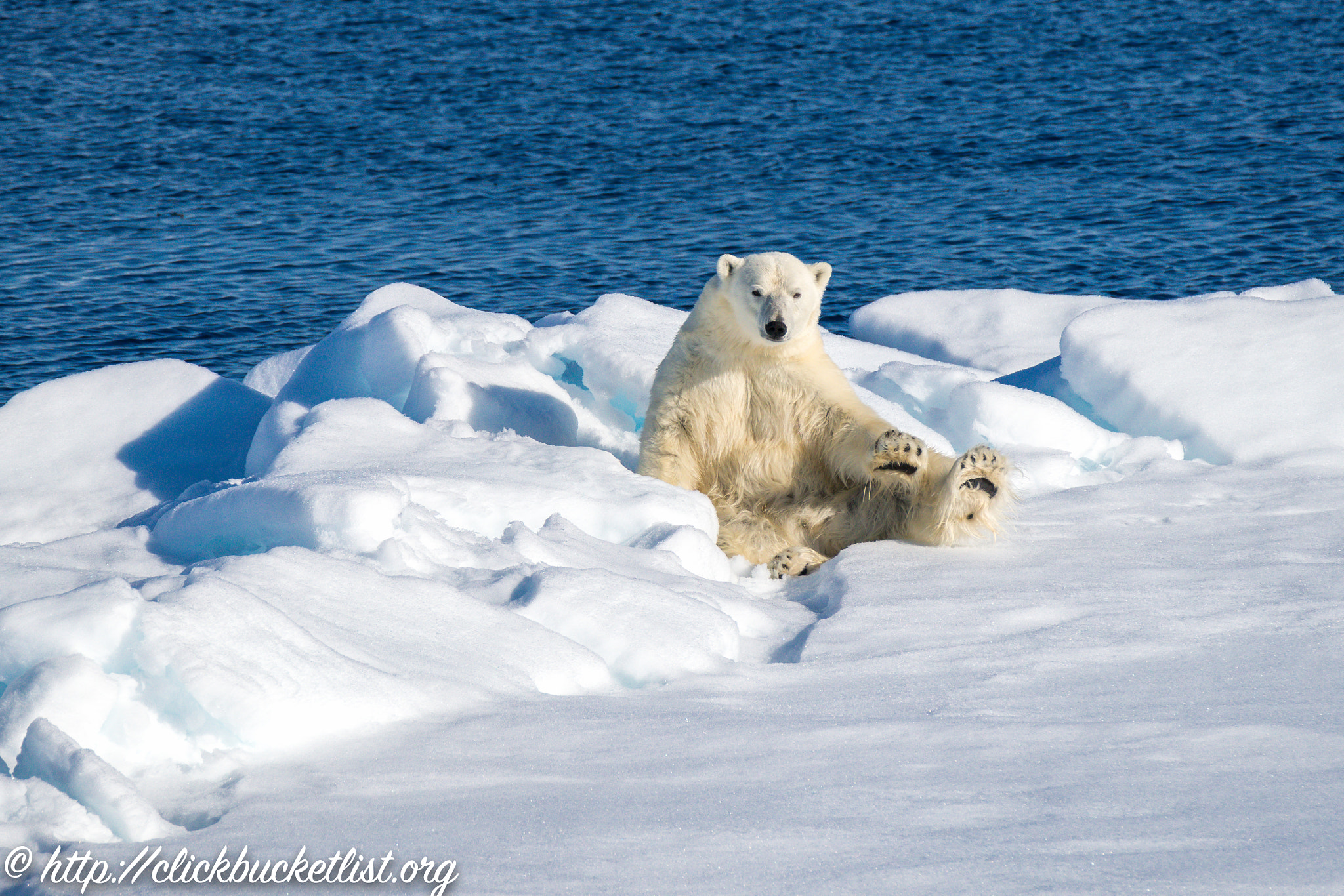 Sony a99 II + Tamron SP 150-600mm F5-6.3 Di VC USD sample photo. The teddy bear pose photography