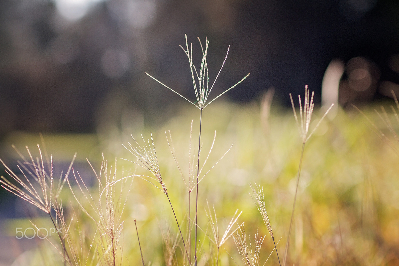 Canon EOS 7D + Canon EF 85mm F1.2L II USM sample photo. Grass & water 1 photography