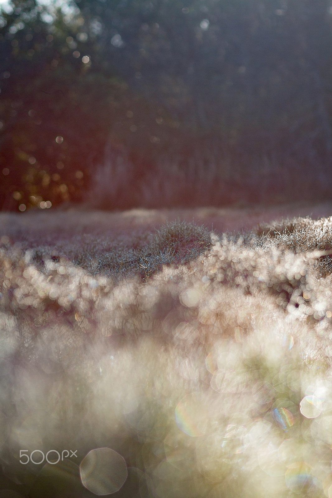 Canon EOS 7D + Canon EF 85mm F1.2L II USM sample photo. Grass & water 2 photography