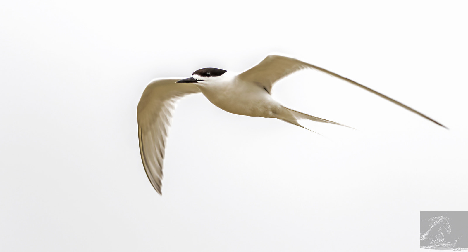Canon EF 300mm F2.8L IS USM sample photo. White fronted tern 06 photography