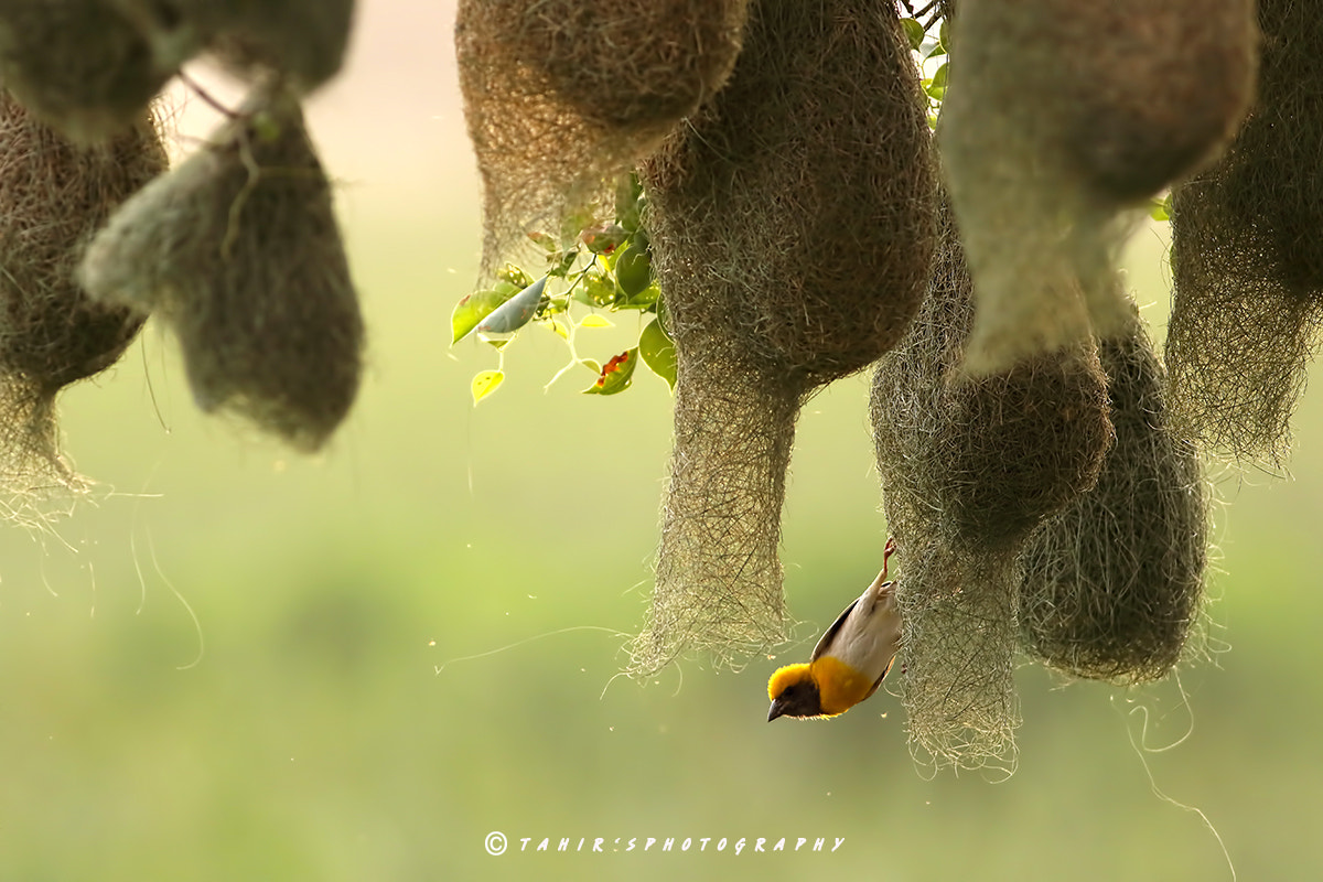 Canon EF 400mm F5.6L USM sample photo. Nesting colony photography