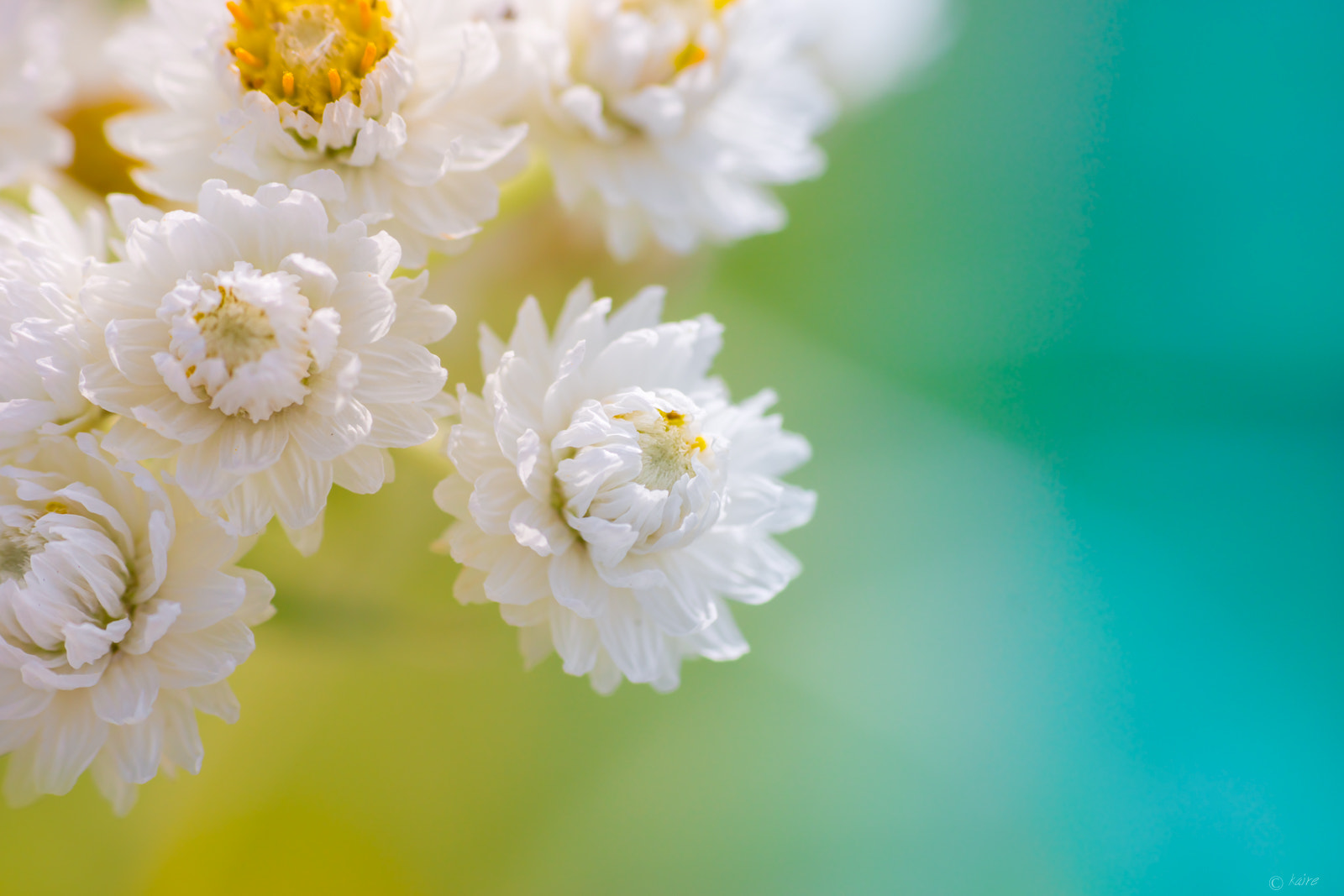 Tamron AF 55-200mm F4-5.6 Di II LD Macro sample photo. Anaphalis triplinervis photography