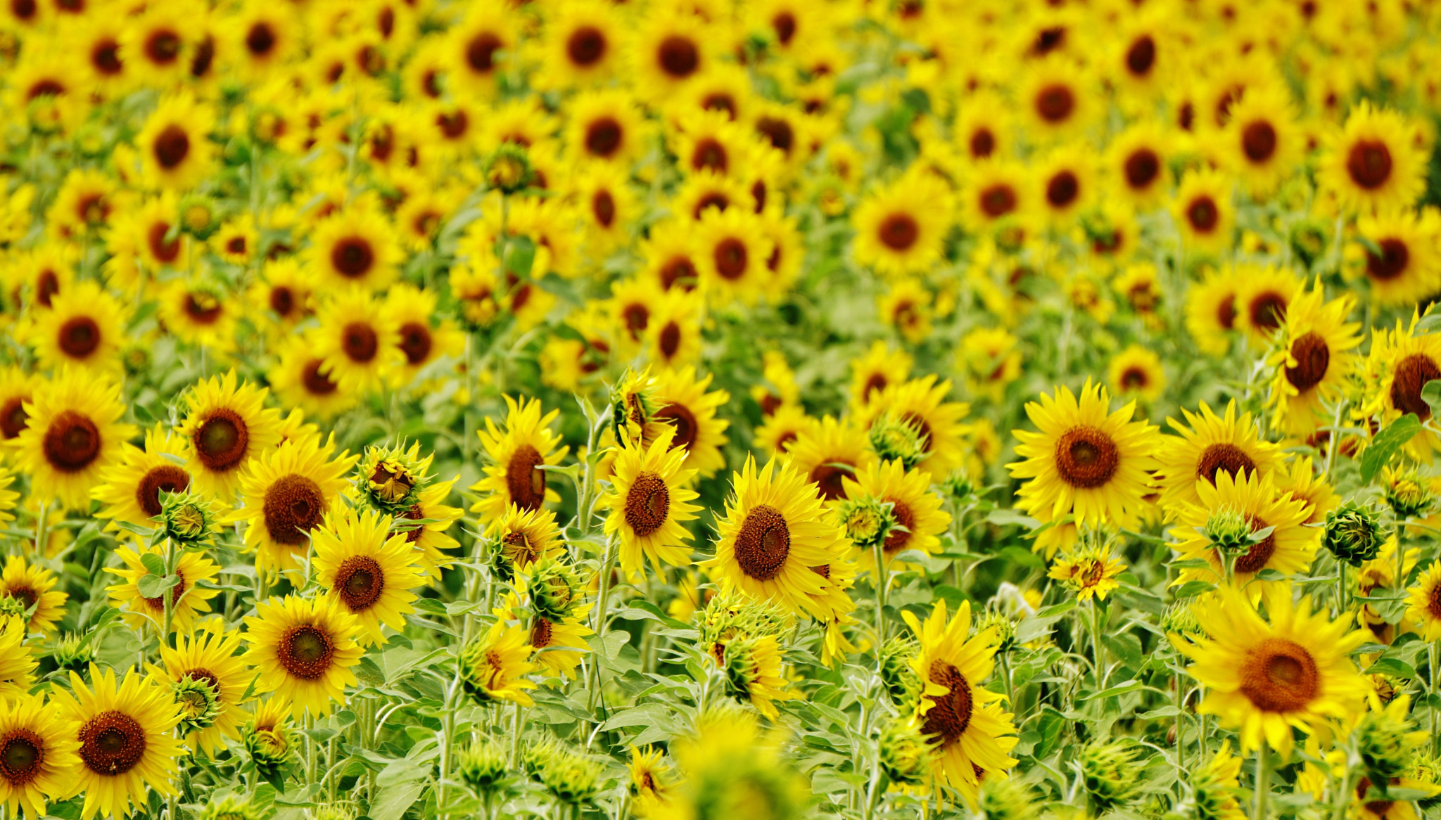 Sony E 55-210mm F4.5-6.3 OSS sample photo. 7.jpg photography