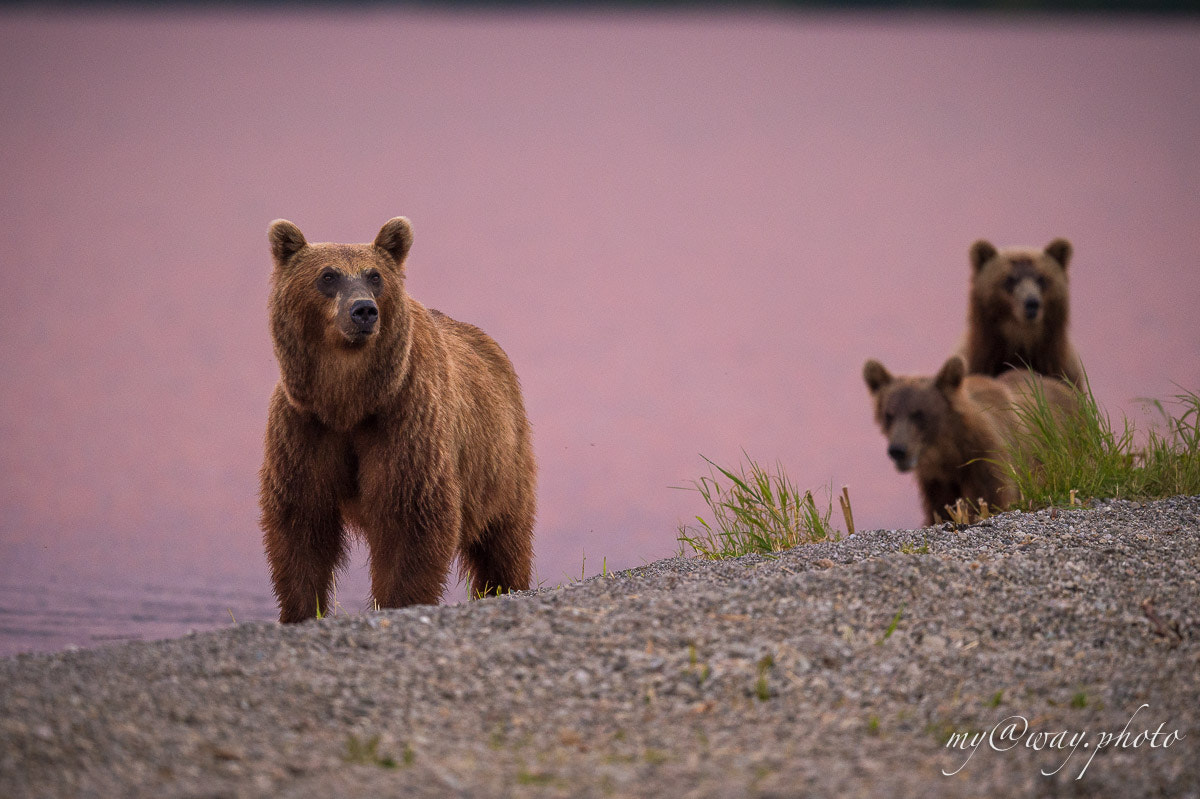 Nikon AF-S Nikkor 500mm F4E FL ED VR sample photo. Закатные мишки photography