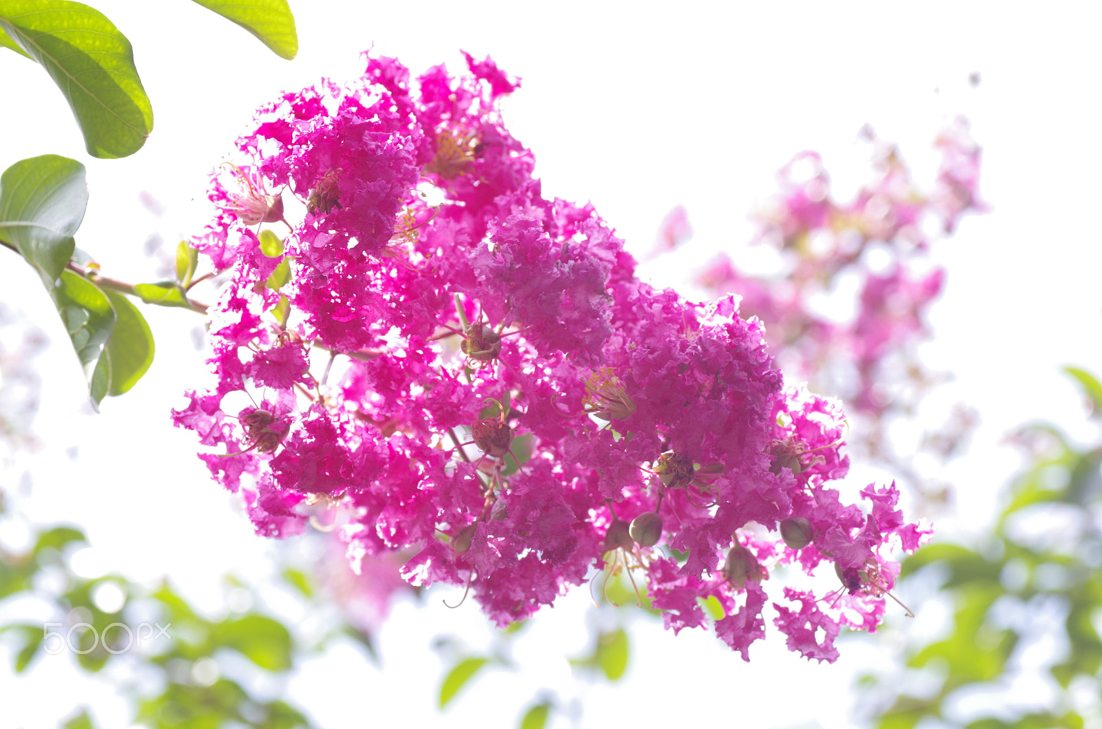 Pentax K-30 + Tamron SP AF 90mm F2.8 Di Macro sample photo. Crape myrtle fiowers photography