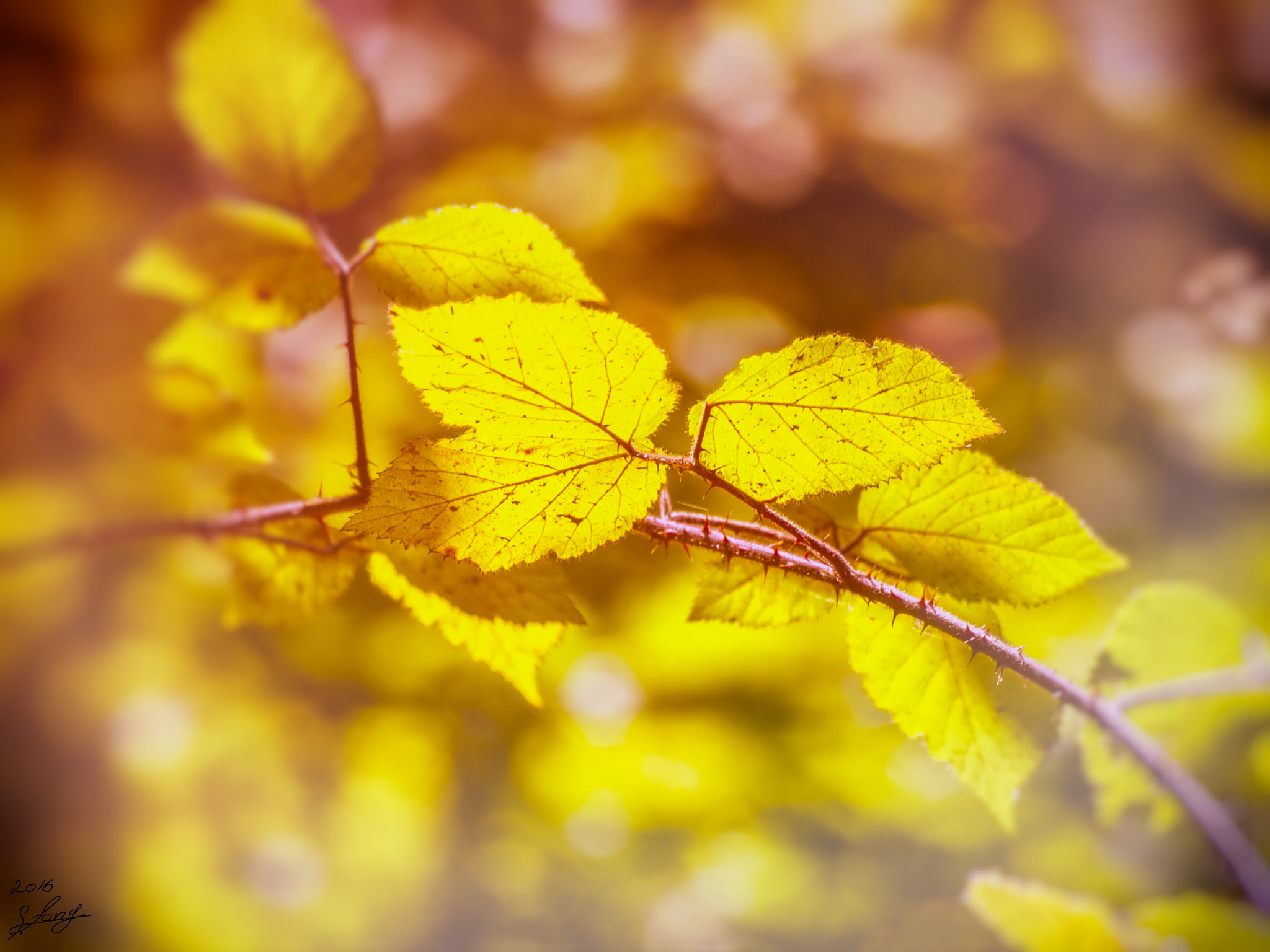 Olympus Zuiko Digital ED 70-300mm F4.0-5.6 sample photo. Herbstfarben photography