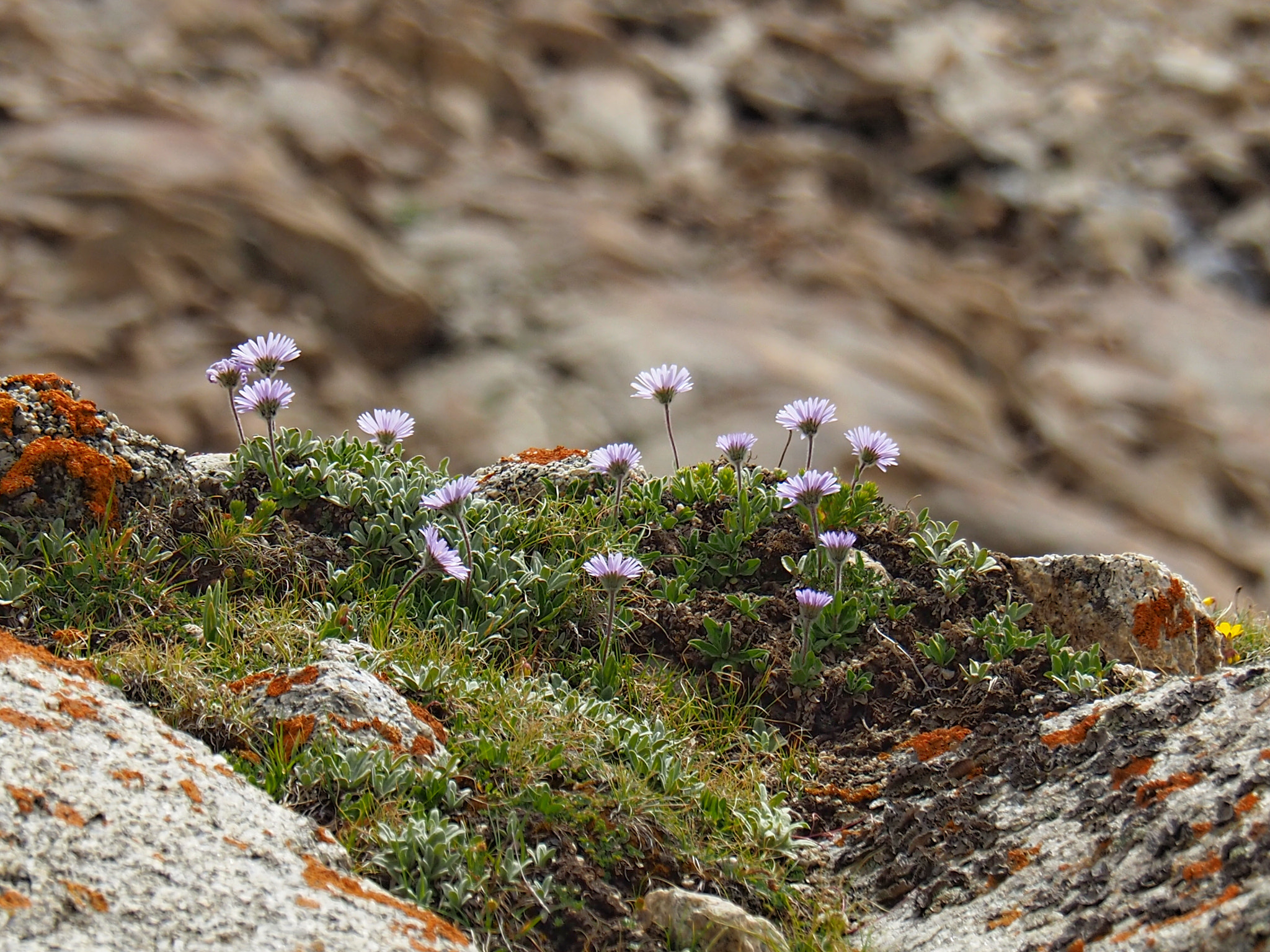 Olympus M.Zuiko Digital ED 14-150mm F4-5.6 sample photo. Wild flowers photography