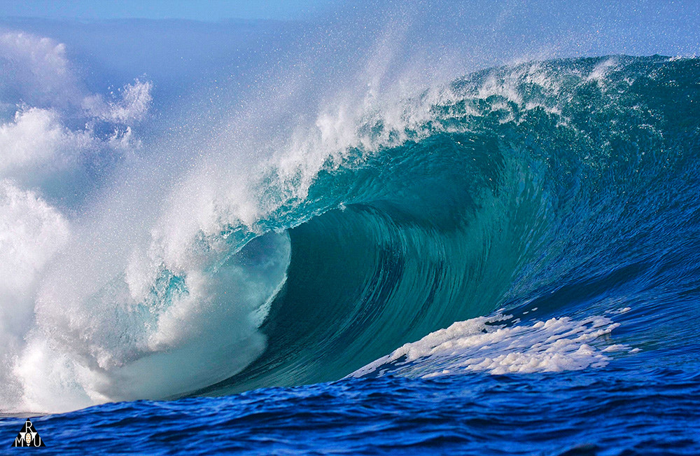 Canon EF 100-400mm F4.5-5.6L IS USM sample photo. Happy aloha friday photography