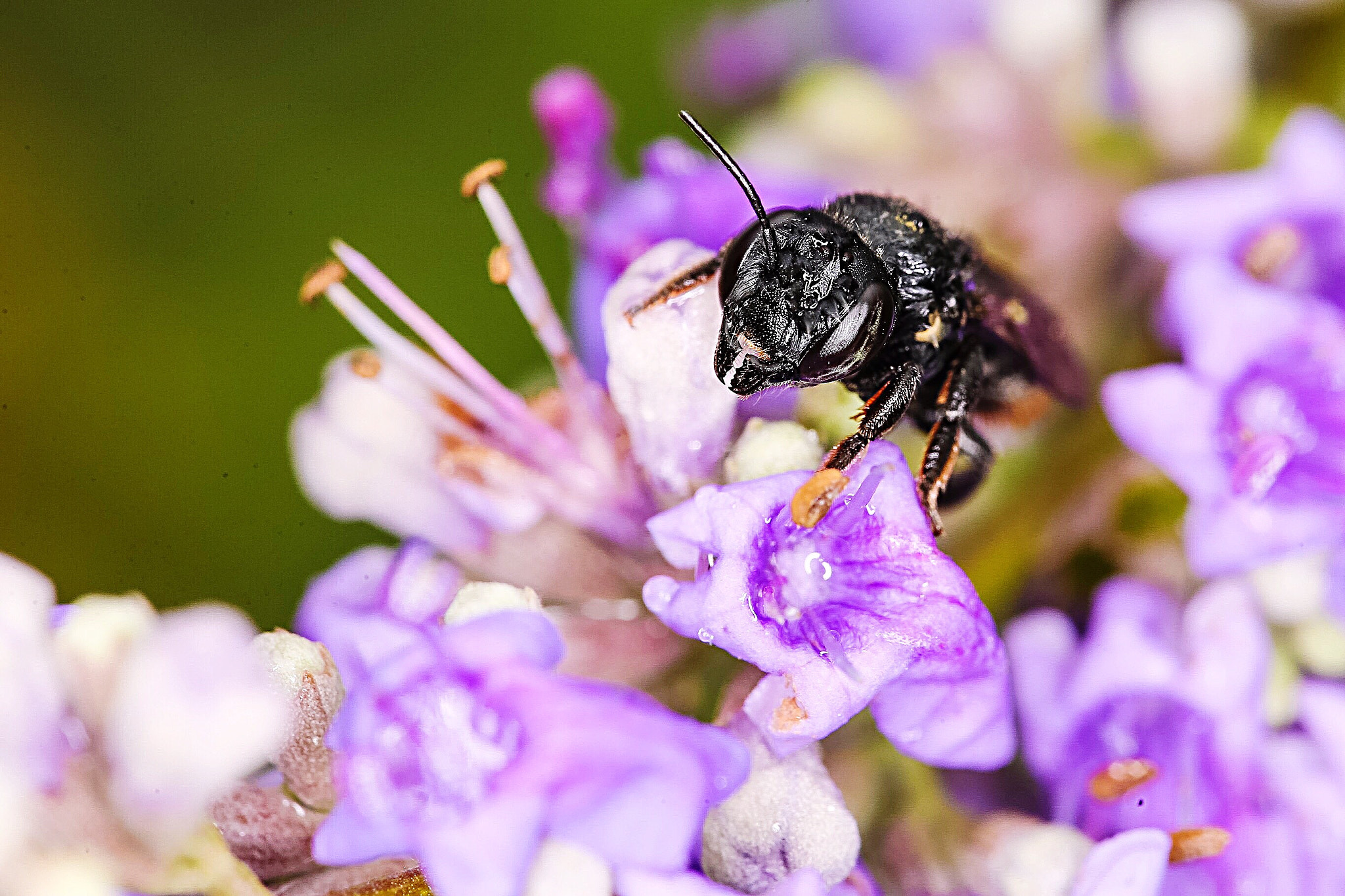 Canon EOS-1D X sample photo. Bee outside my apt houston,tx after a good downpour photography