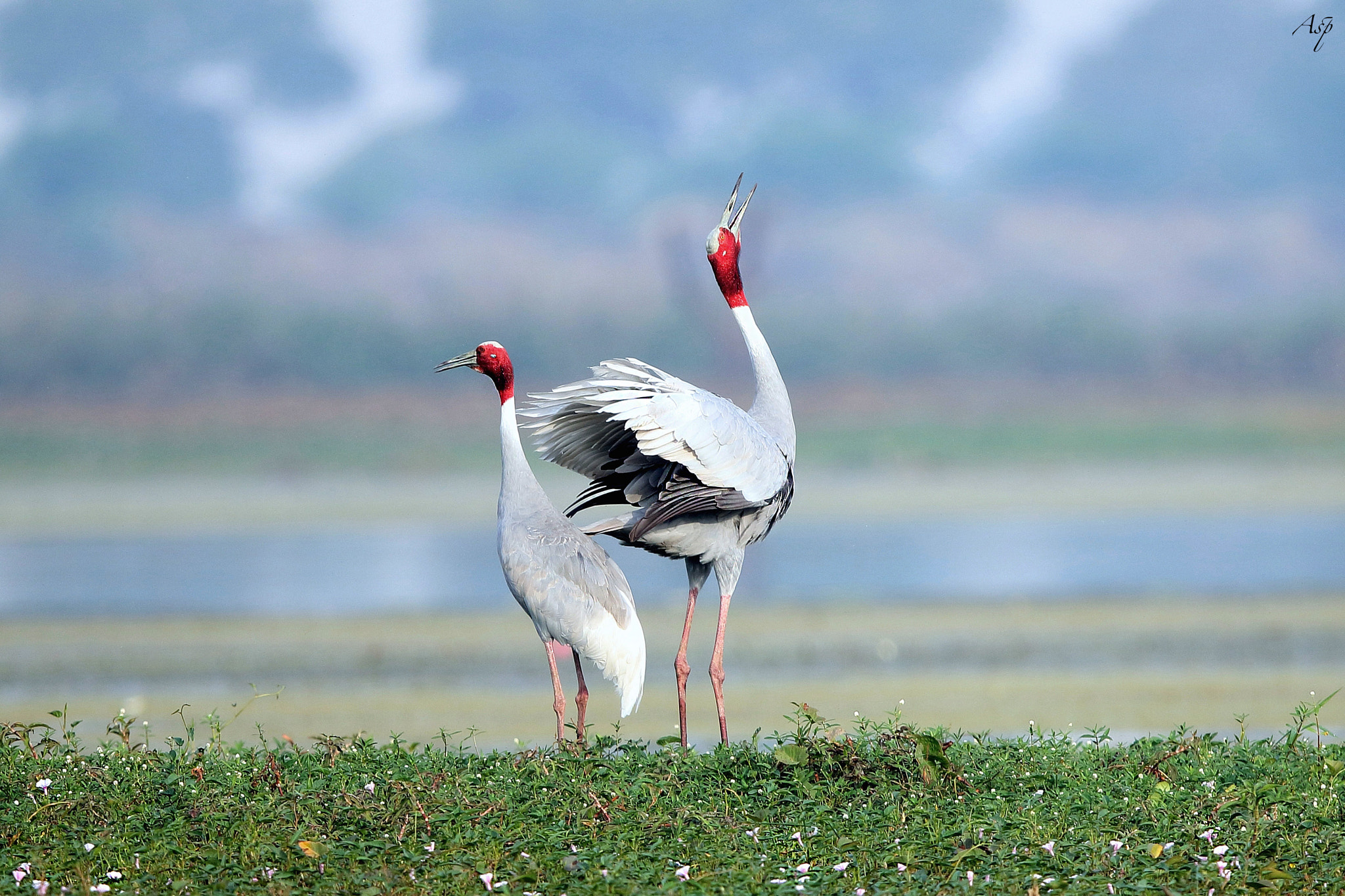 Canon EF 600mm F4L IS II USM sample photo. Calling saras. photography