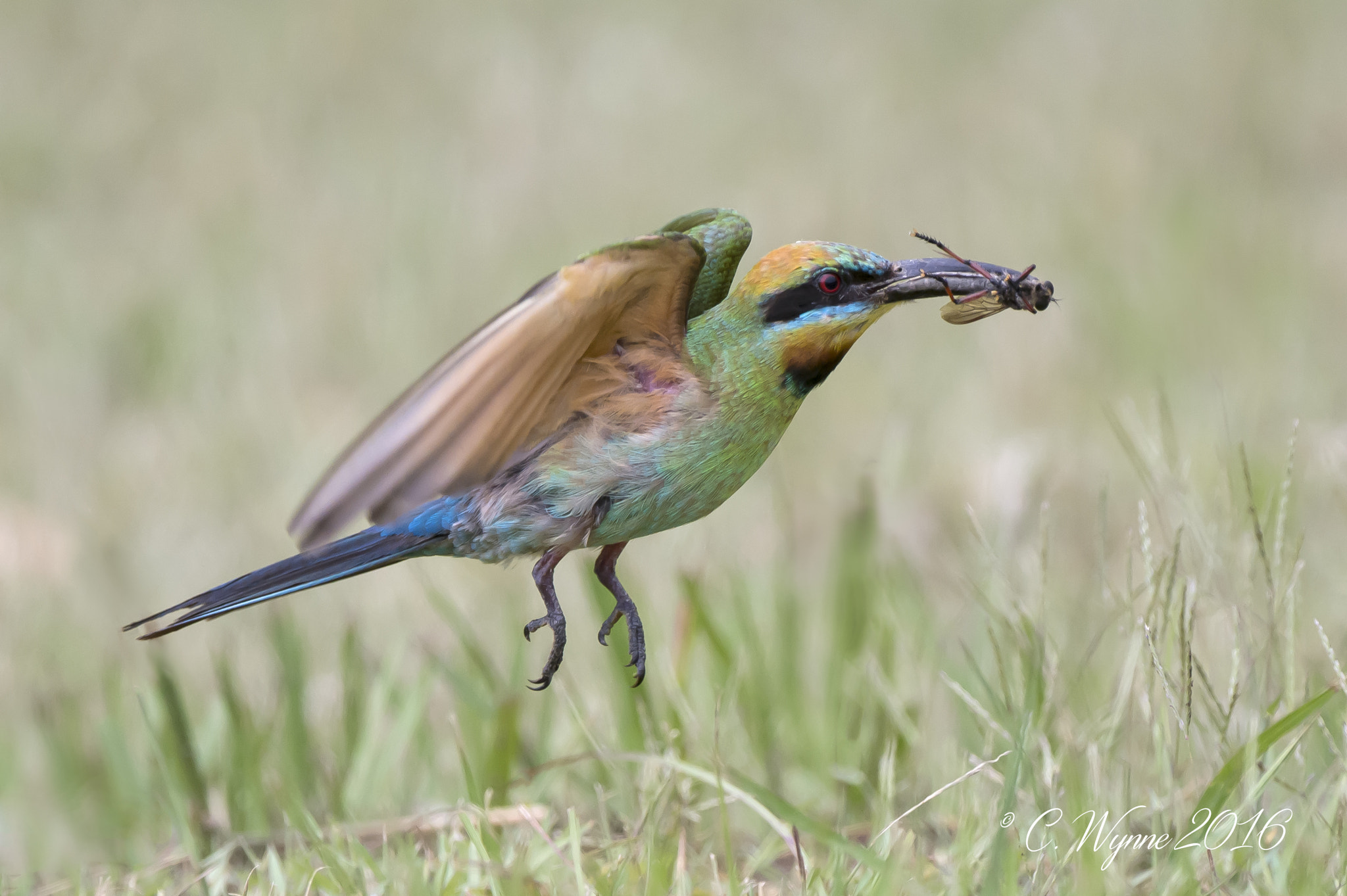 Nikon D7100 + Nikon AF-S Nikkor 500mm F4G ED VR sample photo. Rainbow bee-eater photography