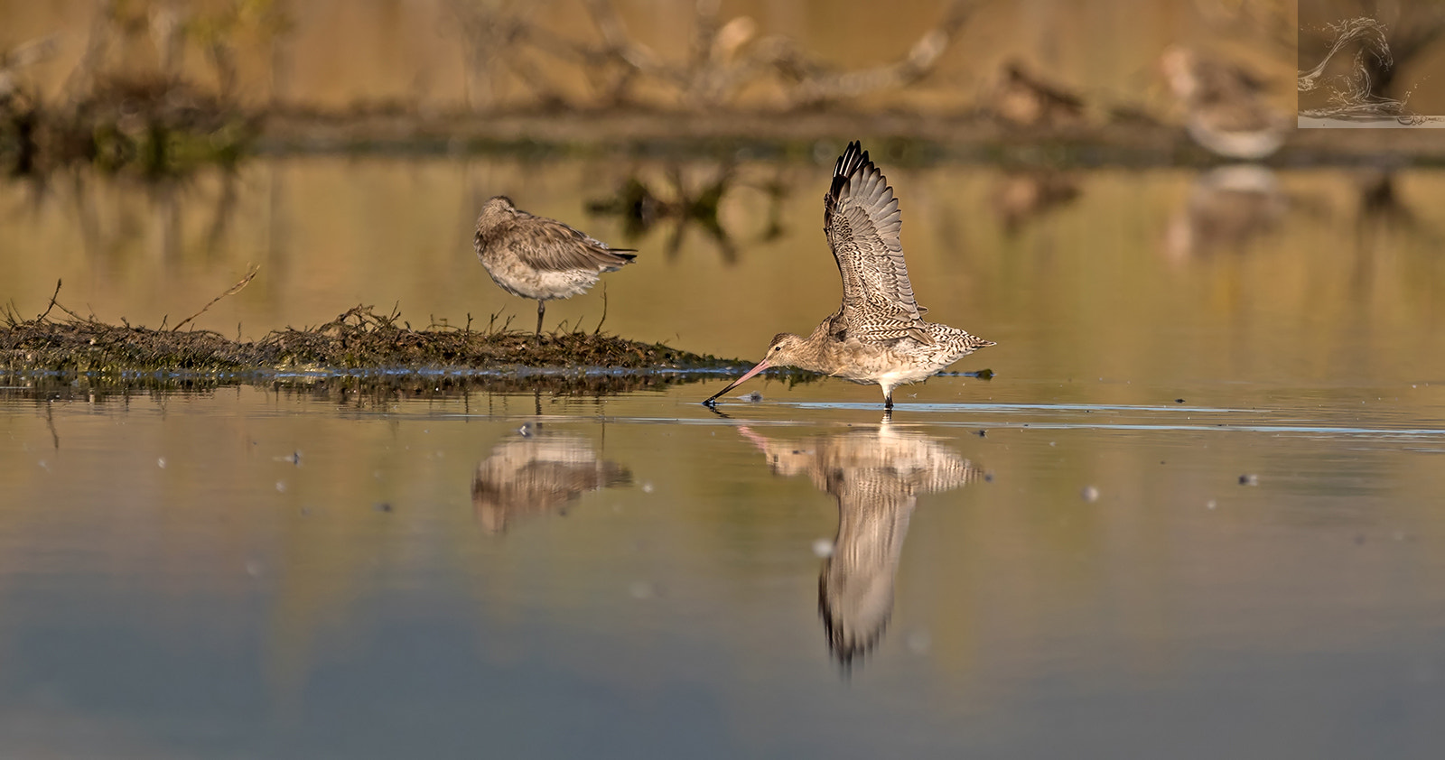 Canon EF 300mm F2.8L IS USM sample photo. Bar-tailed godwit 31 photography