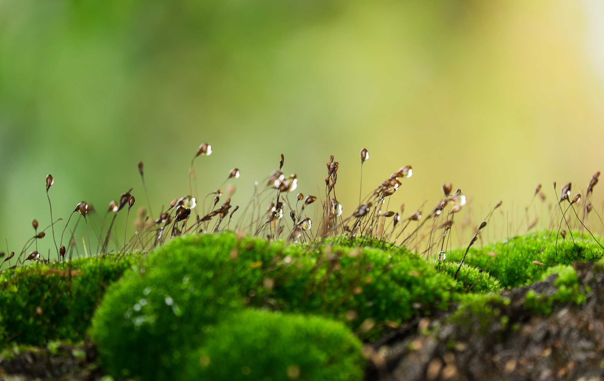 Fujifilm X-E2 + Fujifilm XC 50-230mm F4.5-6.7 OIS II sample photo. Macro moss on the tree for beautiful background photography