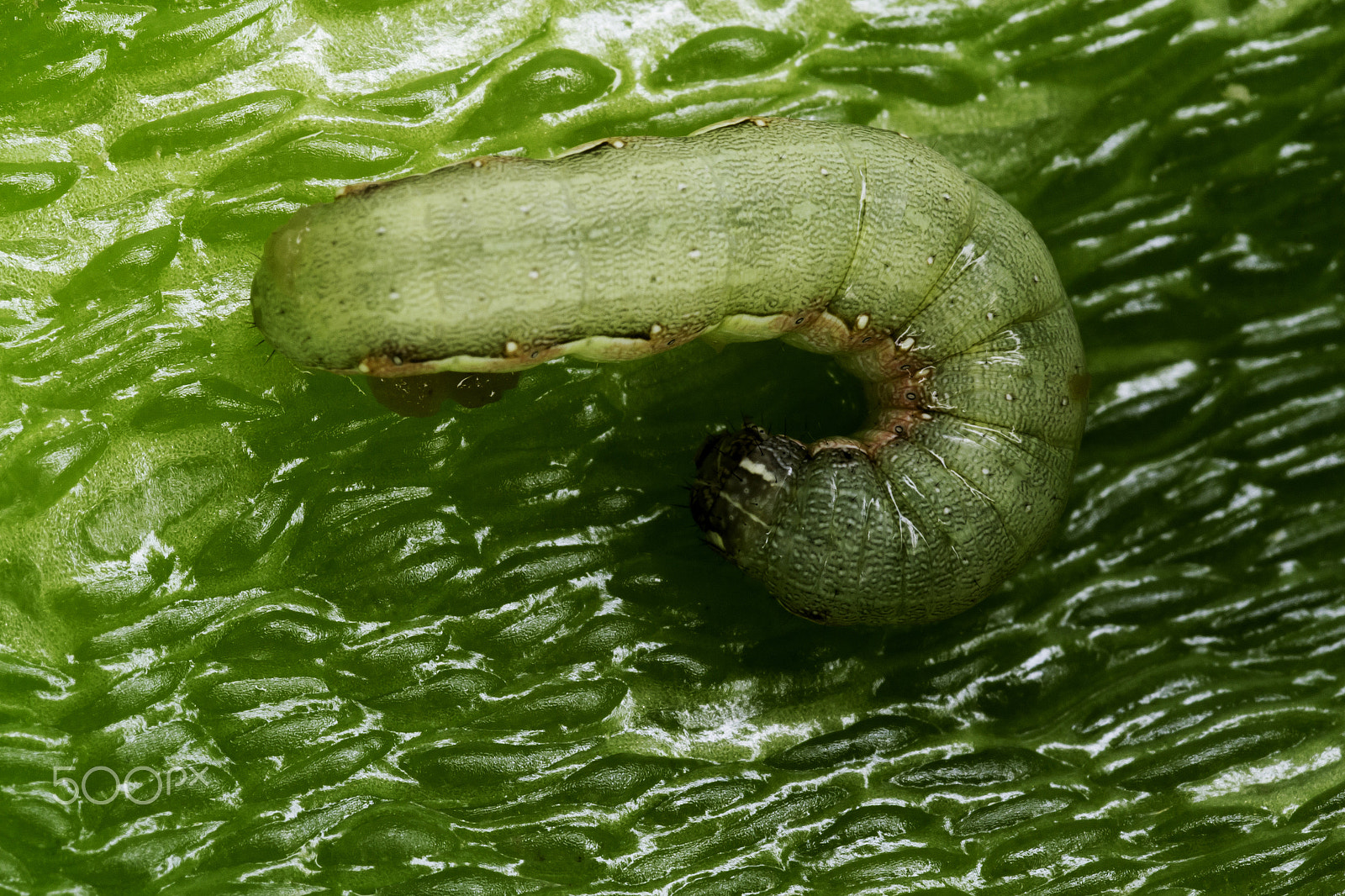 Nikon D3100 + AF Micro-Nikkor 60mm f/2.8 sample photo. Close-up of a green caterpillar in a vegetable photography