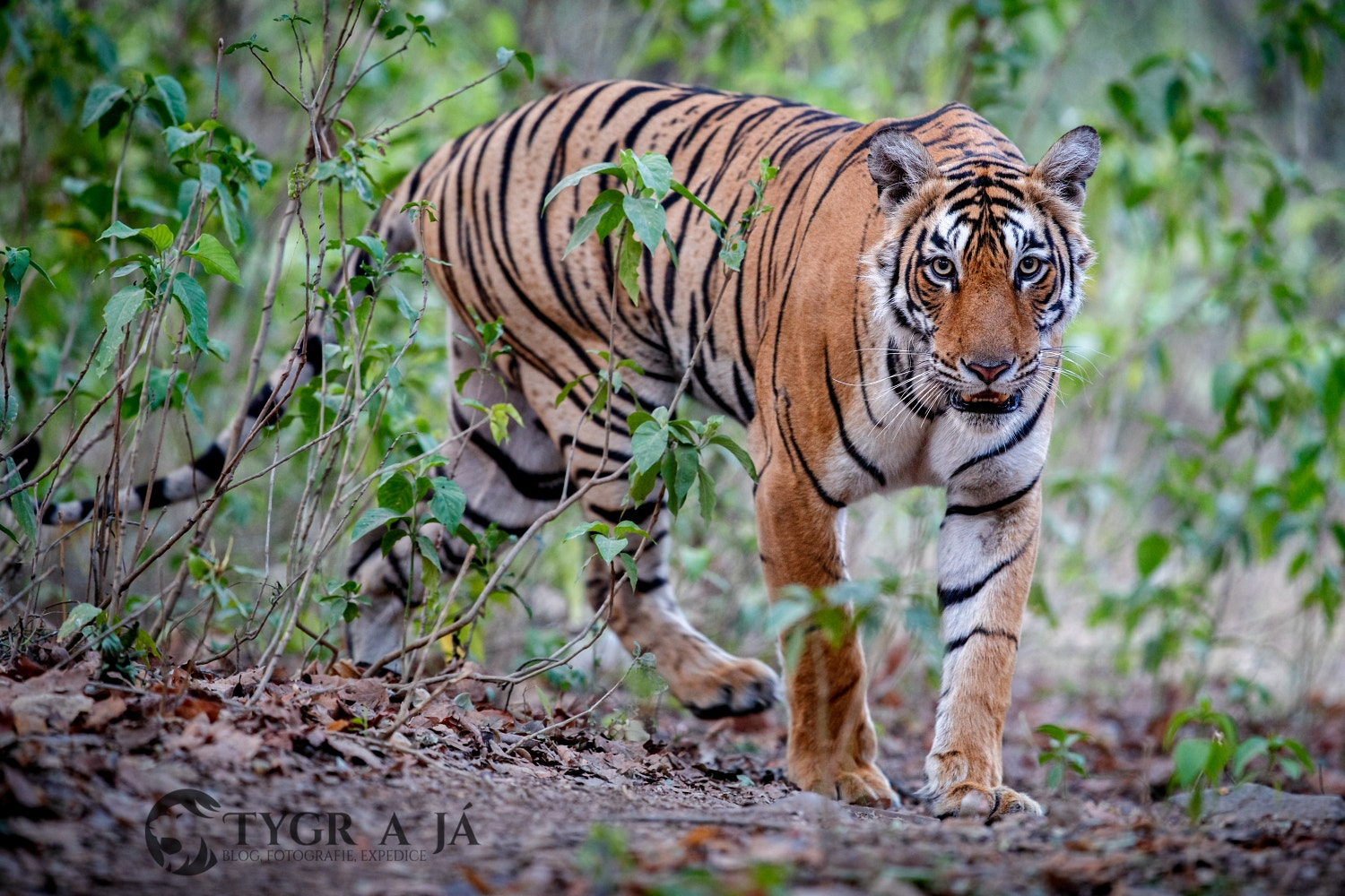 Canon EF 300mm F2.8L IS II USM sample photo. Global tiger day 2016 photography