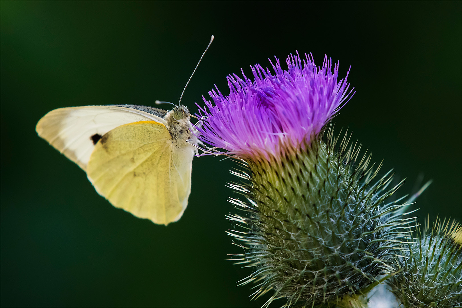 Canon EOS-1D X Mark II sample photo. Brimstone butterfly photography