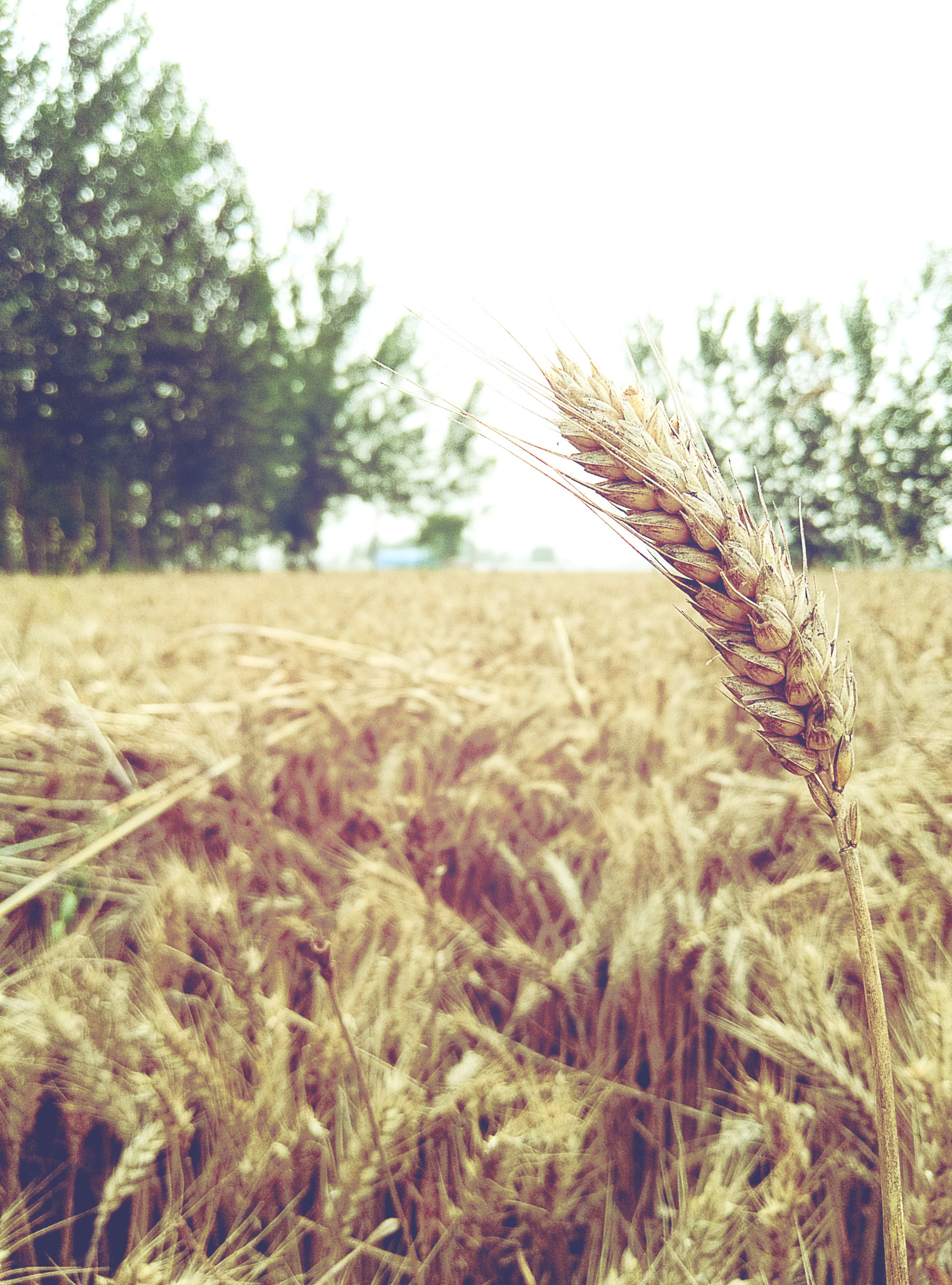Meizu m3 sample photo. 丰收 photography