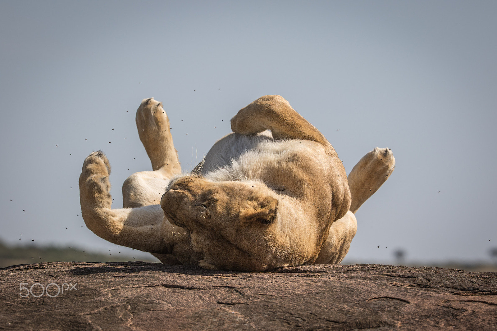 Canon EF 200-400mm F4L IS USM Extender 1.4x sample photo. Kenyan lioness photography