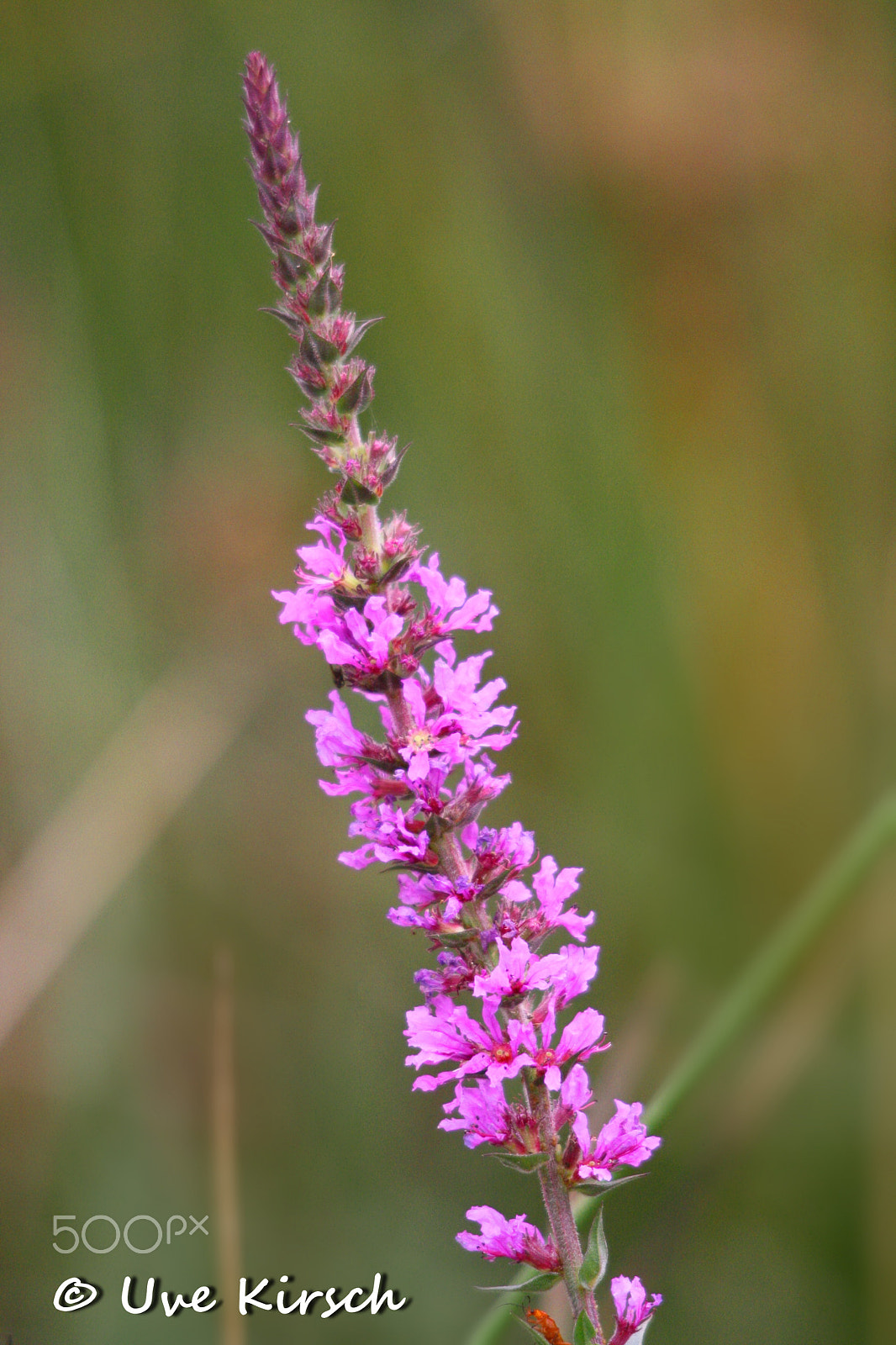Sigma 150-500mm F5-6.3 DG OS HSM sample photo. Purple loosestrife photography