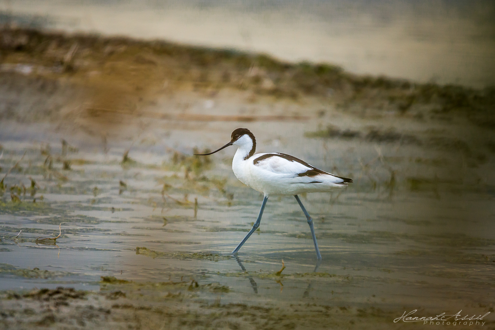 Sigma 150-600mm F5-6.3 DG OS HSM | S sample photo. Recurvirostra avosetta photography