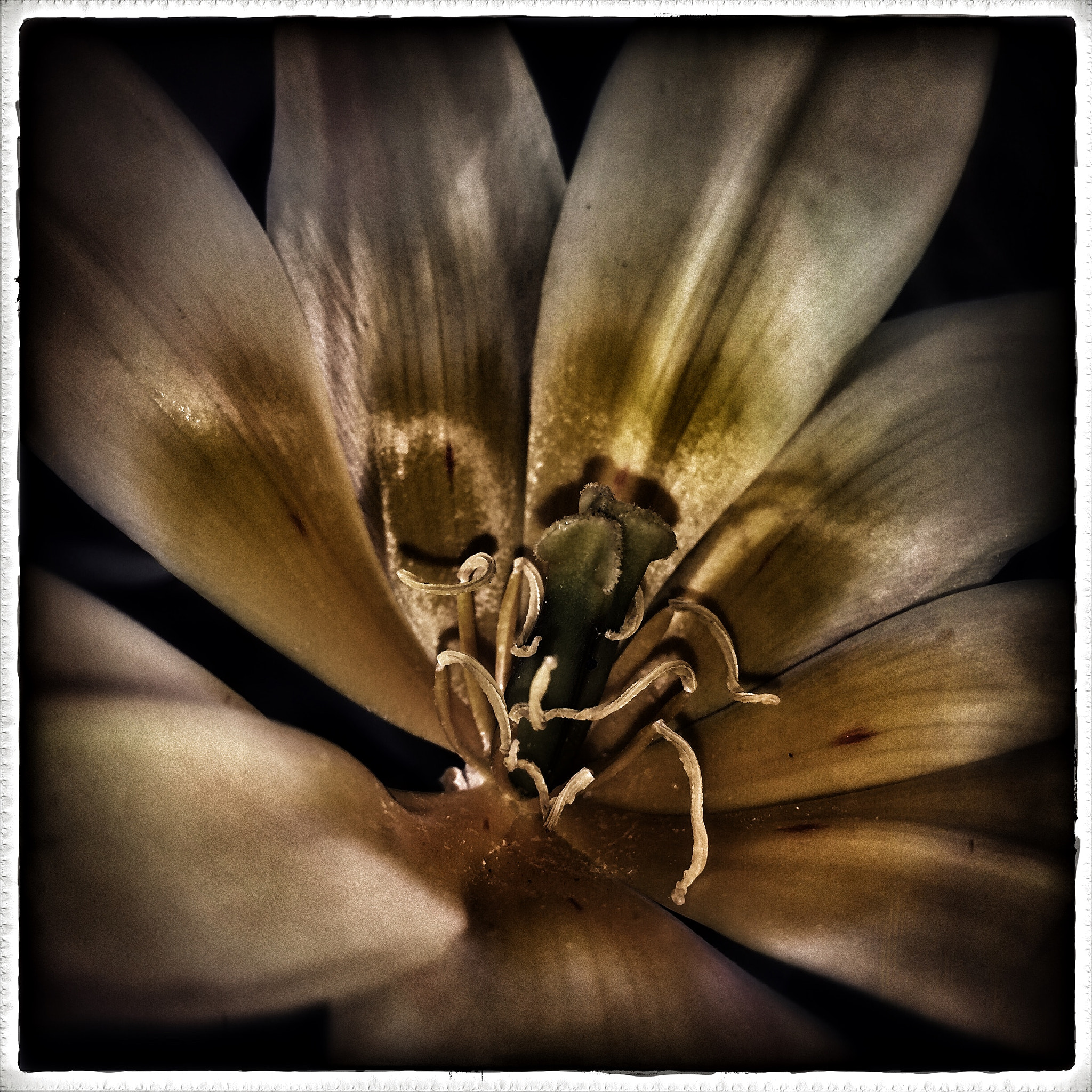 Hipstamatic 312 sample photo. Strange flower photography