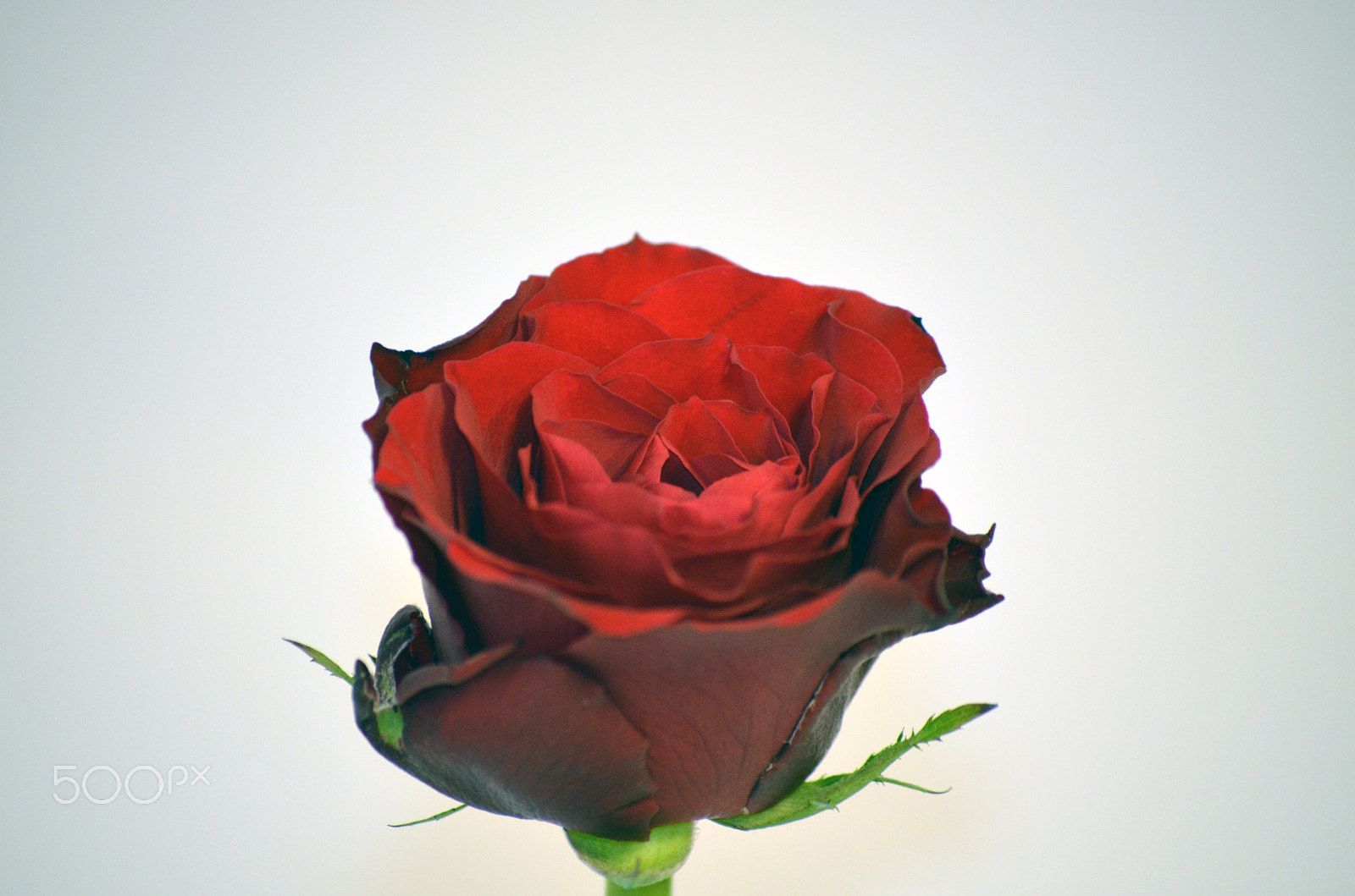 Nikon AF DX Fisheye-Nikkor 10.5mm F2.8G ED sample photo. Red rose by tonnyfroyen.com photography