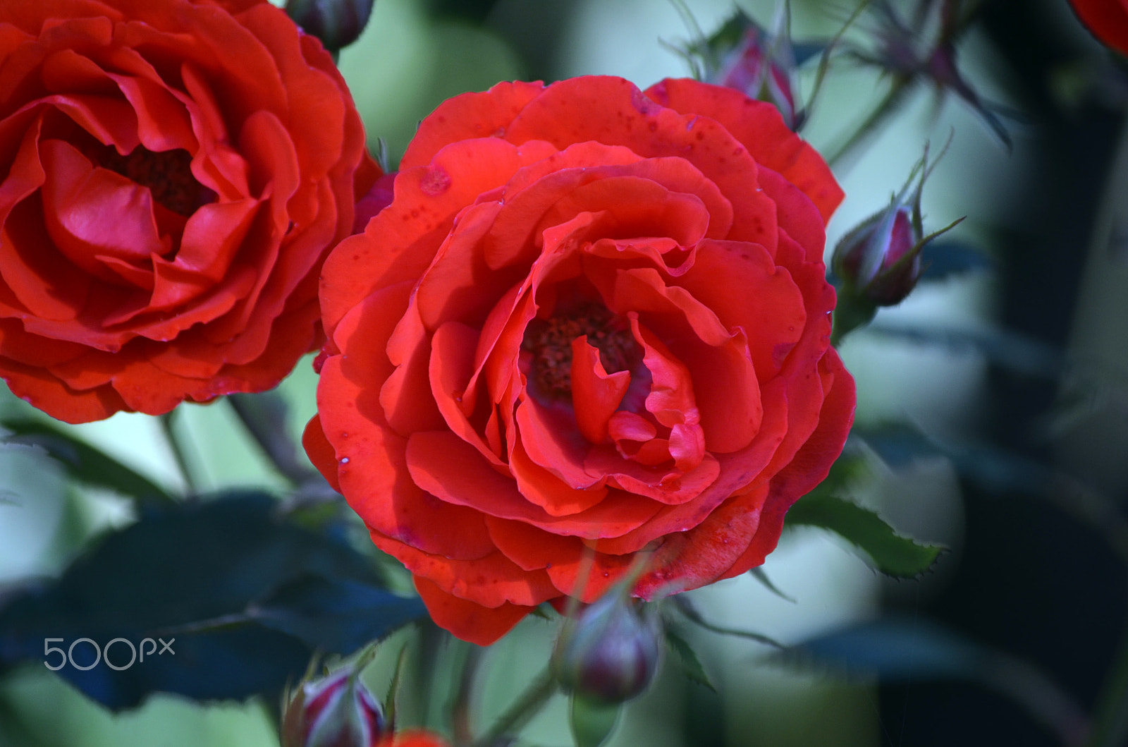 Nikon AF-S Nikkor 18-35mm F3.5-4.5G ED sample photo. Red rose by tonnyfroyen.com photography