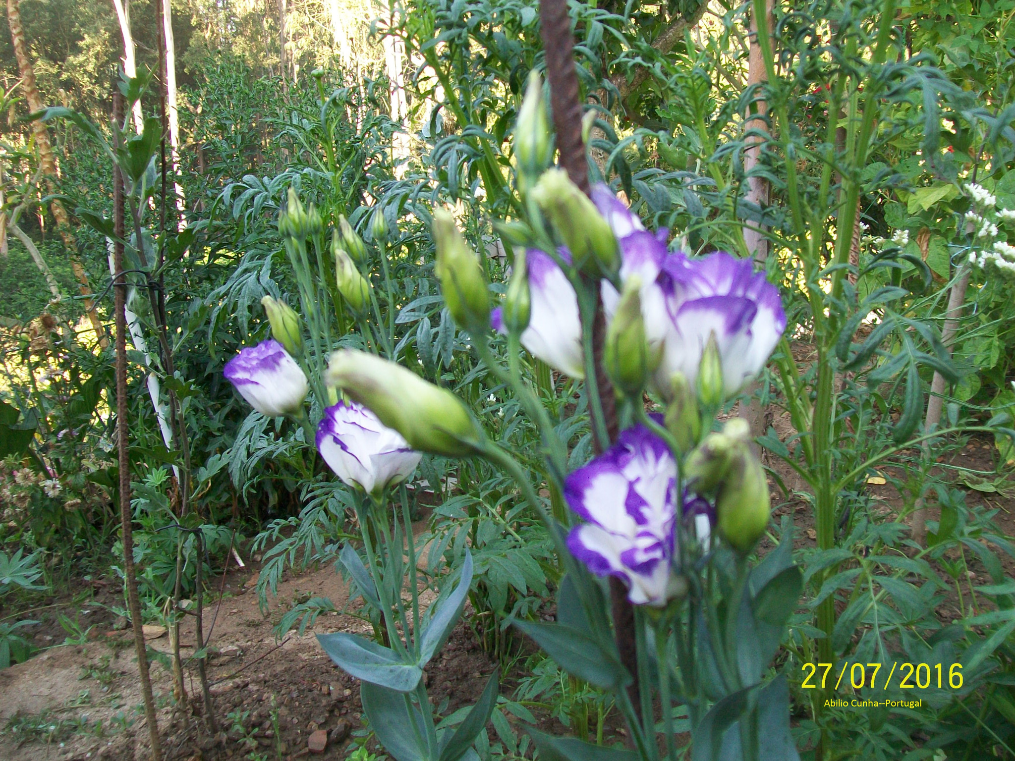 Kodak EasyShare C913 sample photo. Douro litoral flores de jardim varias cores photography