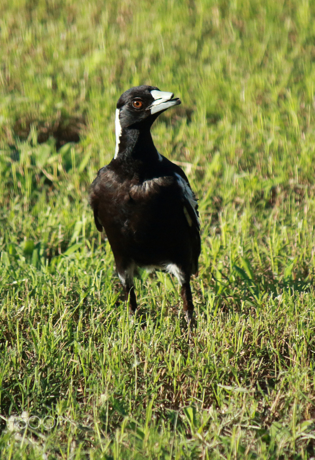 Canon EF-S 55-250mm F4-5.6 IS sample photo. Magpie photography