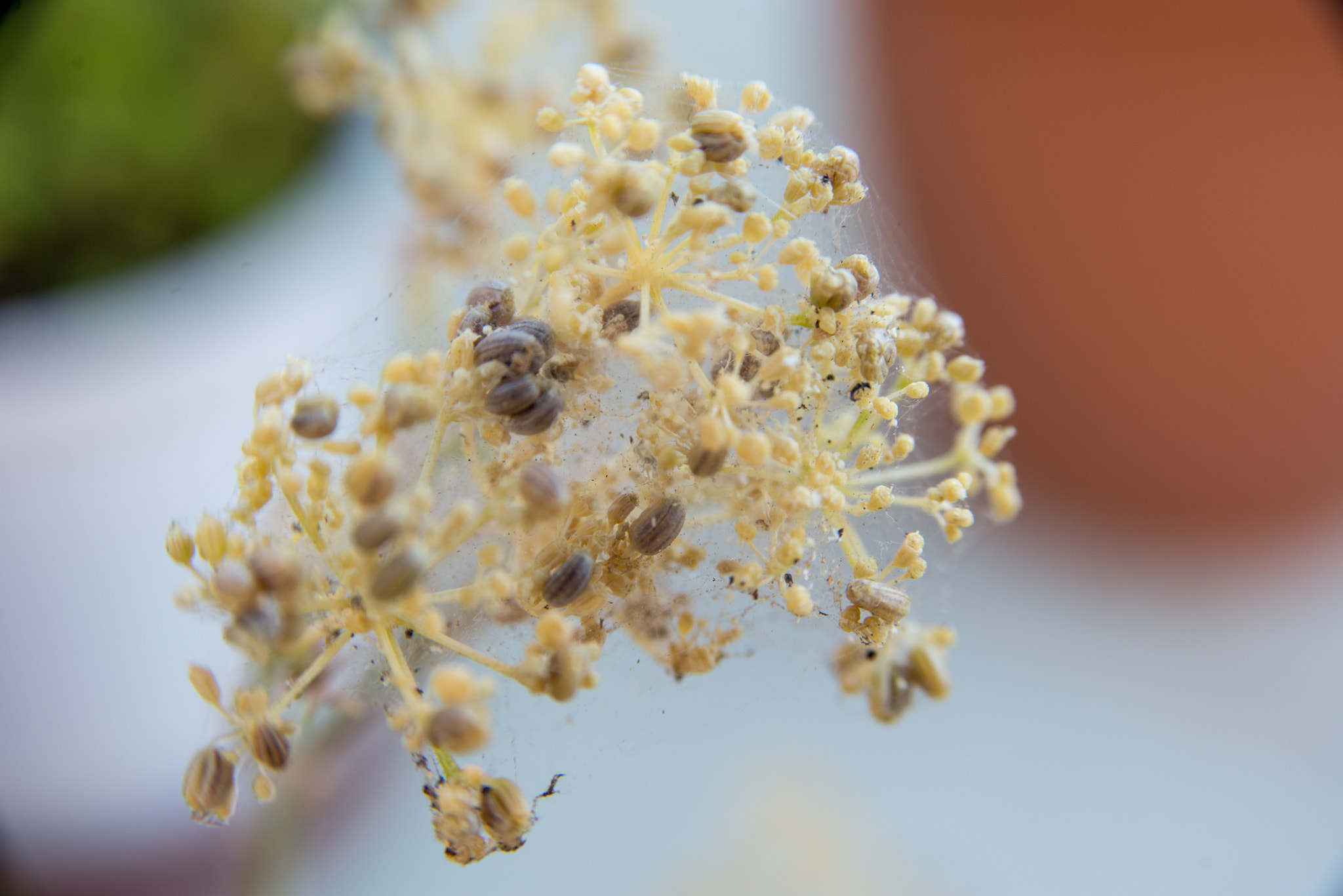 AF Zoom-Nikkor 28-105mm f/3.5-4.5D IF sample photo. Tiny leaves photography