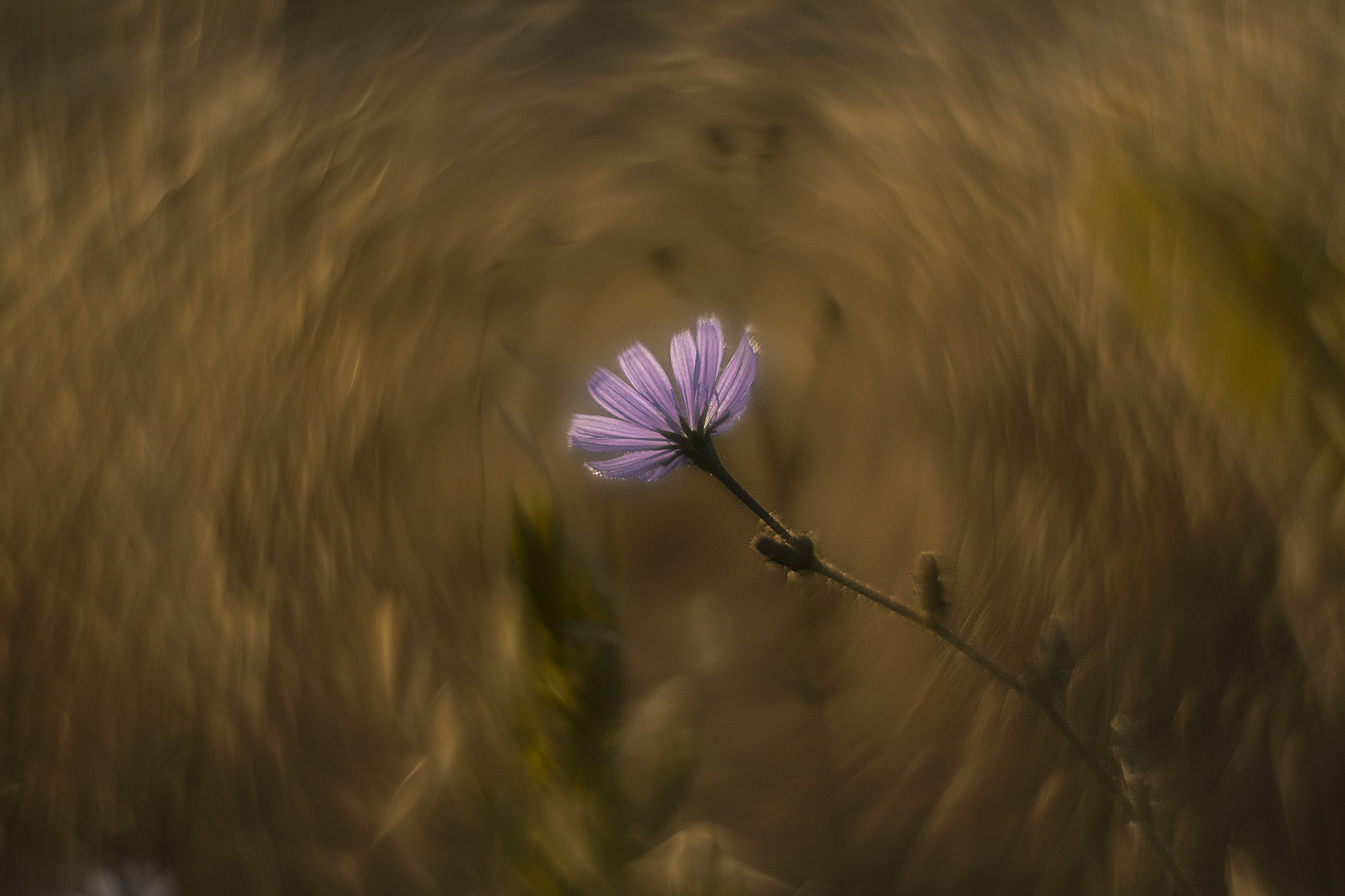 Canon EF 35-80mm f/4-5.6 sample photo. Gold photography