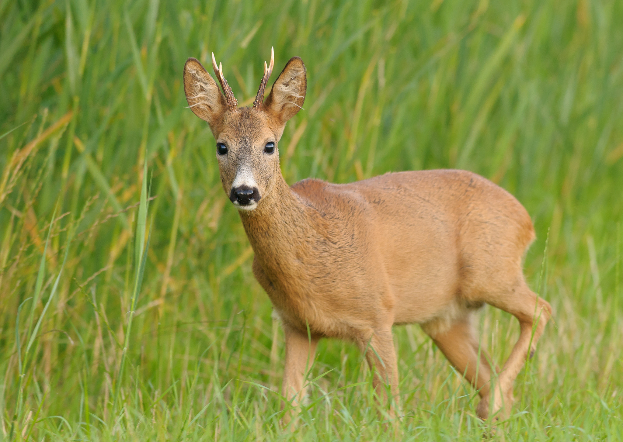 Nikon AF-S Nikkor 300mm F2.8G ED VR II sample photo. A young roebuck photography