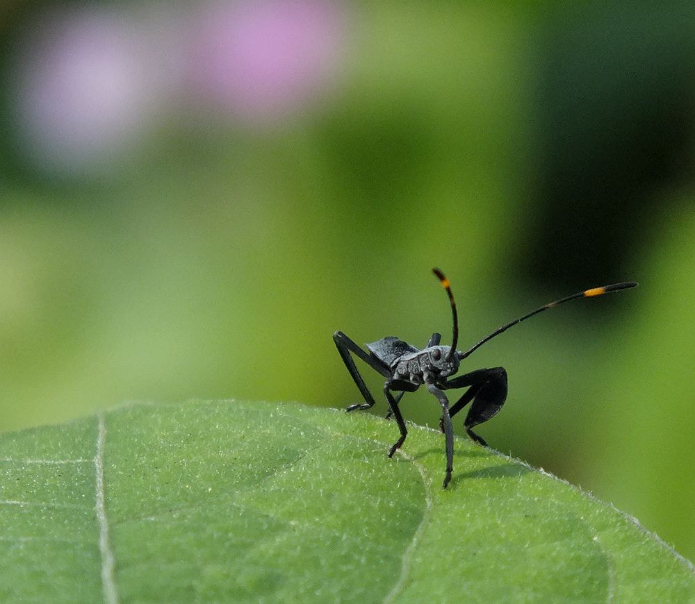 FujiFilm FinePix HS20 EXR (FinePix HS22 EXR) sample photo. 小虫 photography