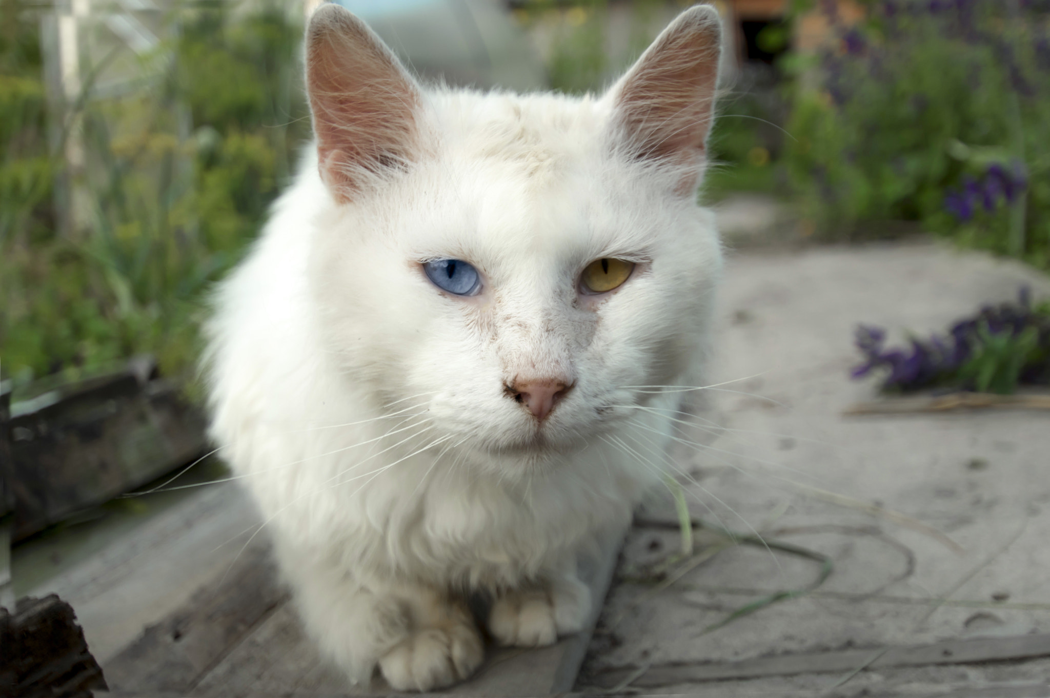 Pentax K-3 II sample photo. Voodoo photography