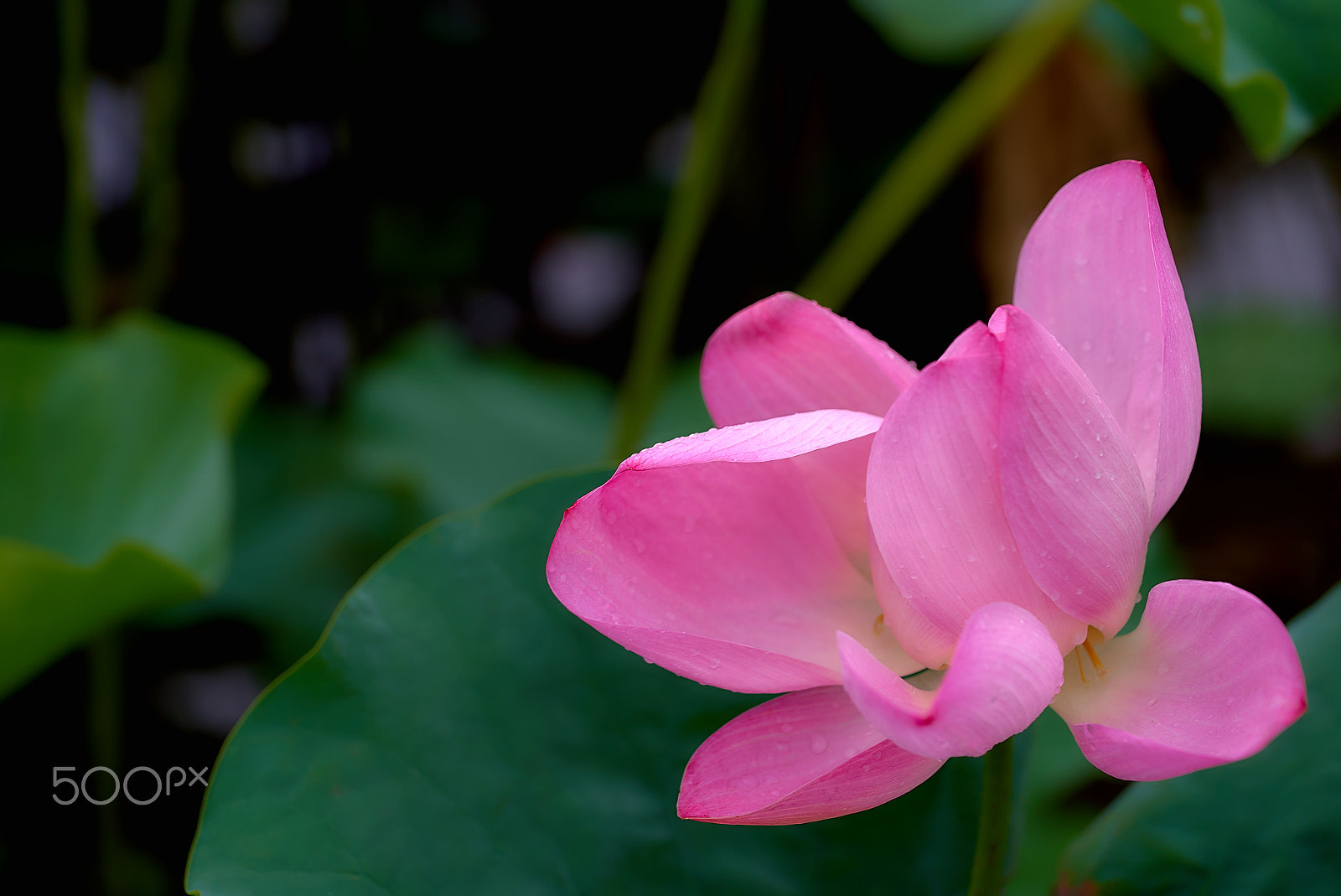 Sony a7S sample photo. Blossom lotus photography