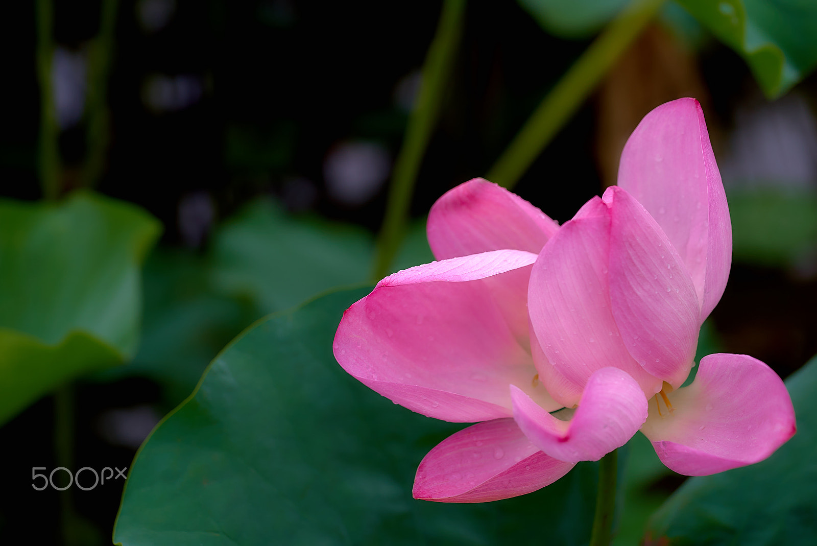 Sony a7S + Sony FE 90mm F2.8 Macro G OSS sample photo. Blossom lotus photography